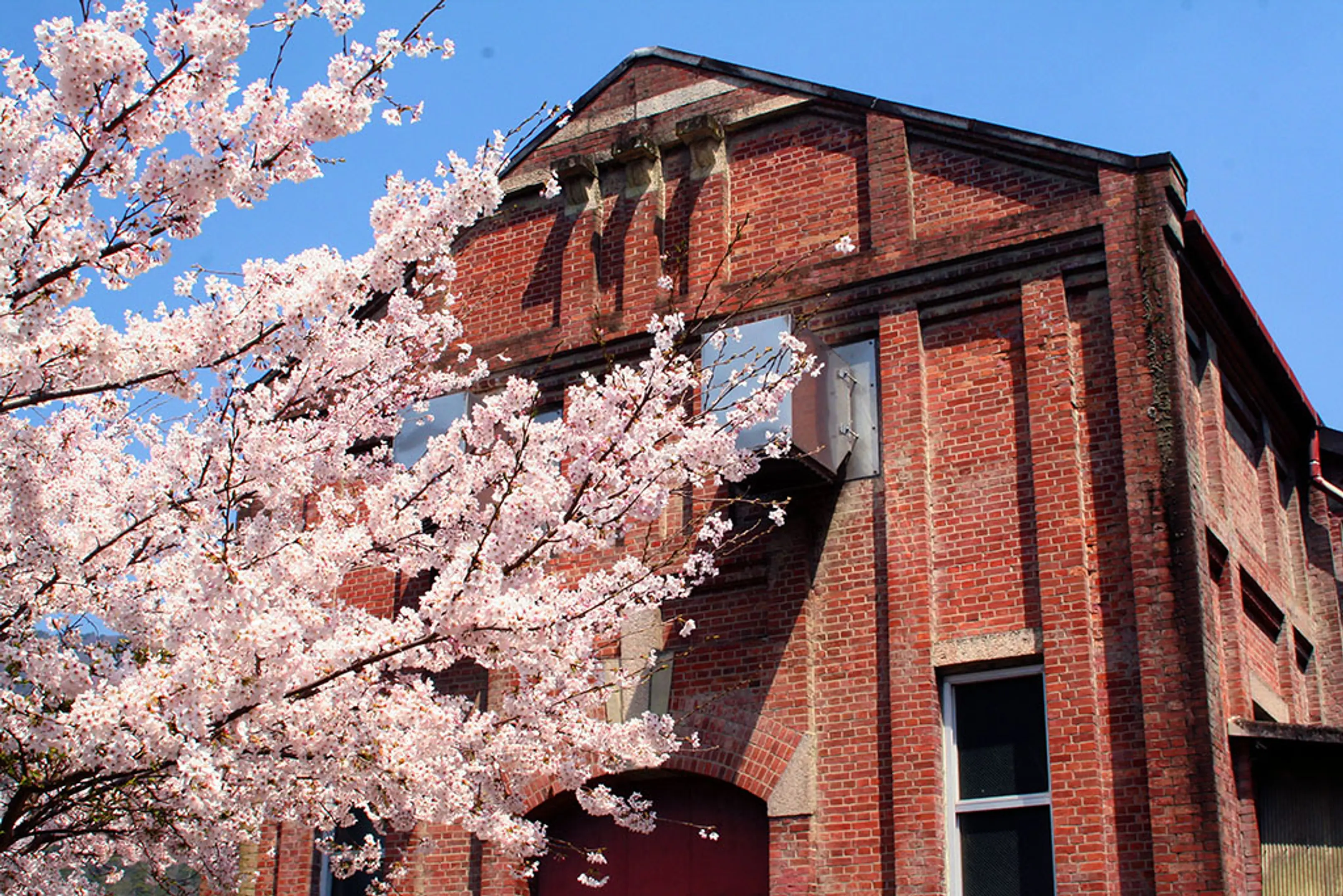 【大河原発電所】桜