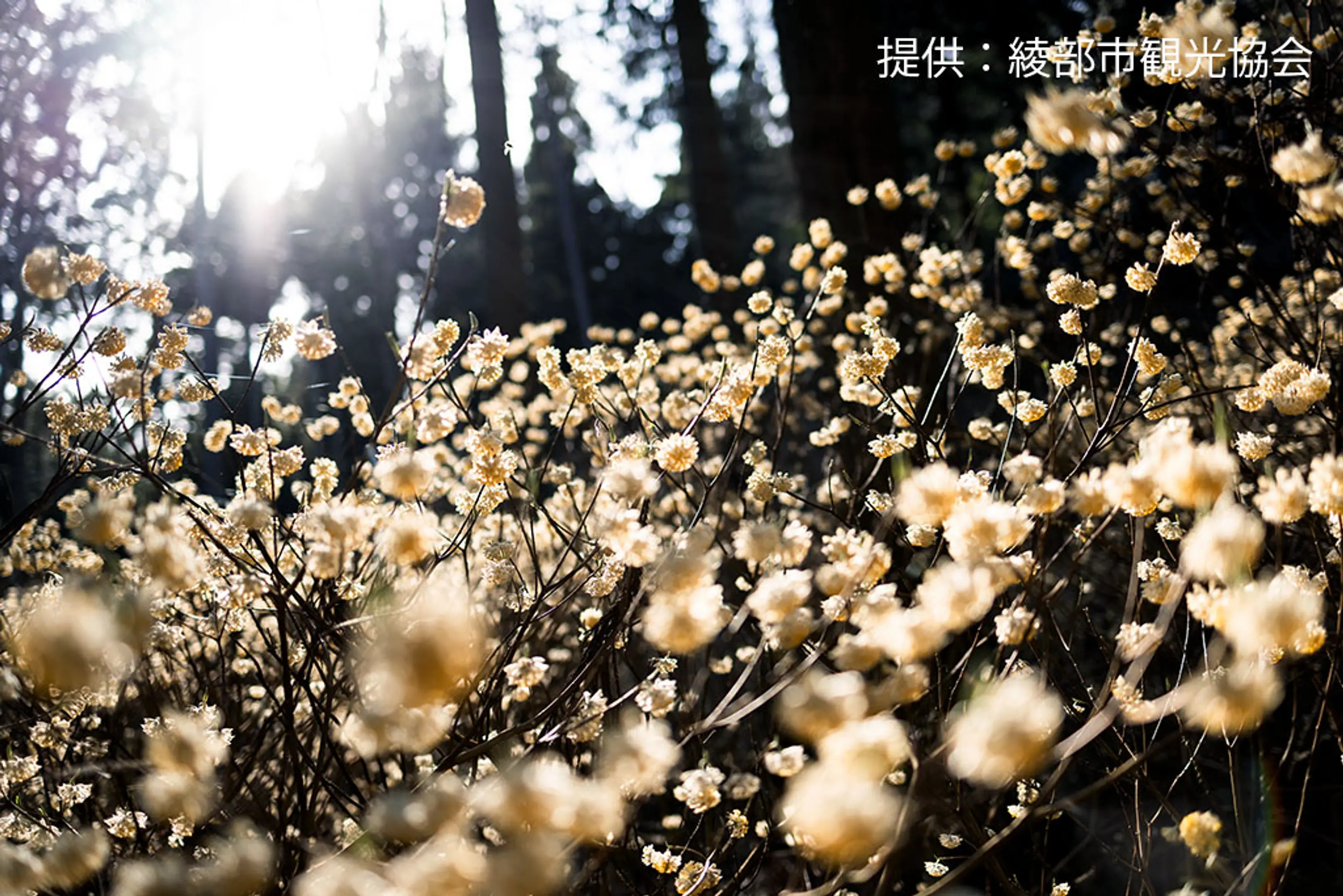 【市志ミツマタの群生地】ミツマタ