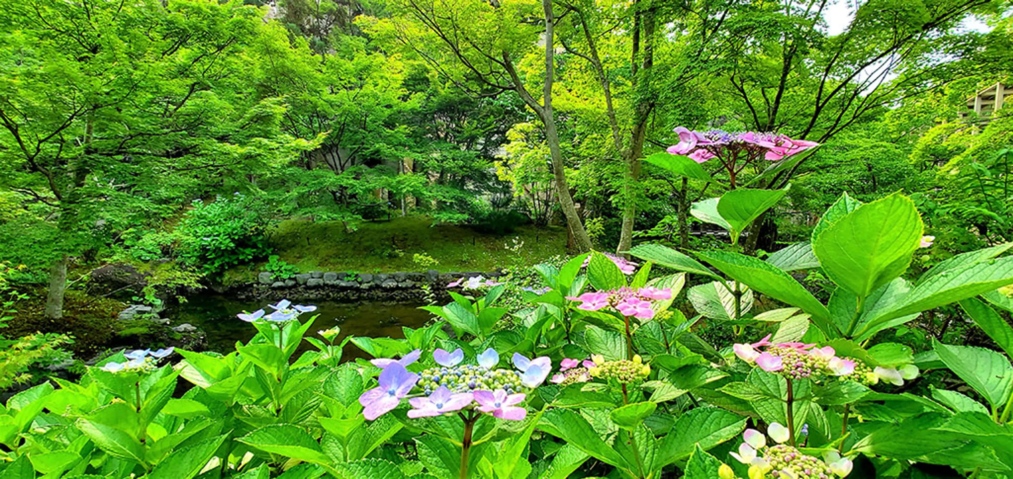 【けいはんな記念公園】アジサイ、スイレンほか