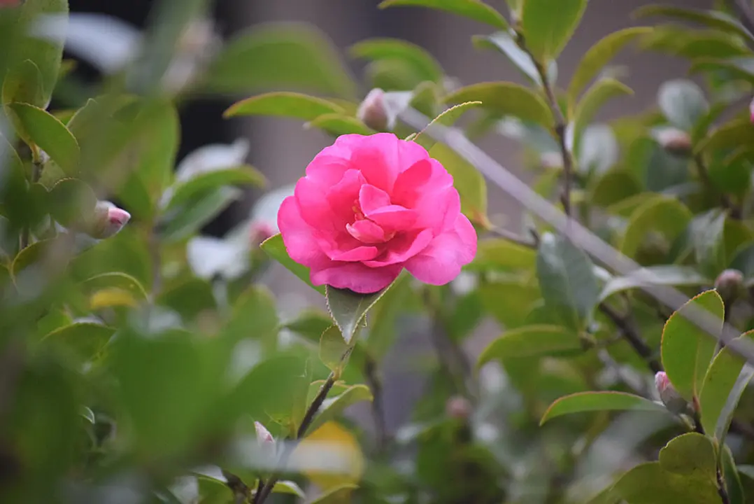 【けいはんな記念公園】カンツバキ、サザンカ、ウメ、マンサク、ロウバイ