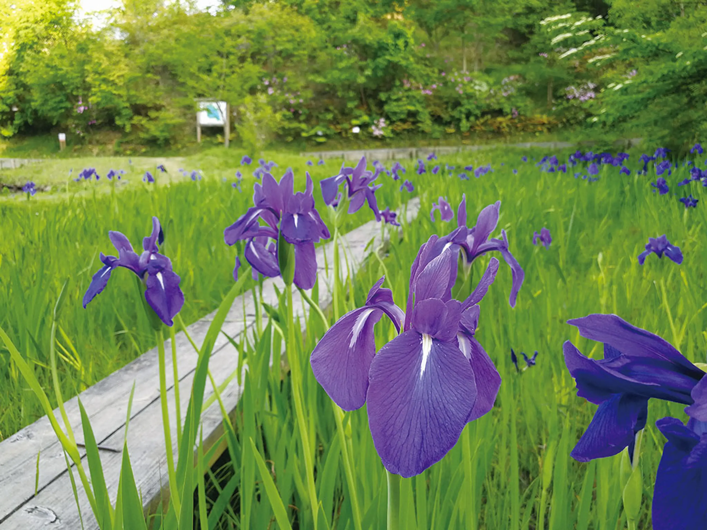 【けいはんな記念公園】タニウツギ、ヤマボウシ、バラ、モチツツジ、ヒラドツツジ、シラン、サラサドウダン、サツキ、カキツバタ