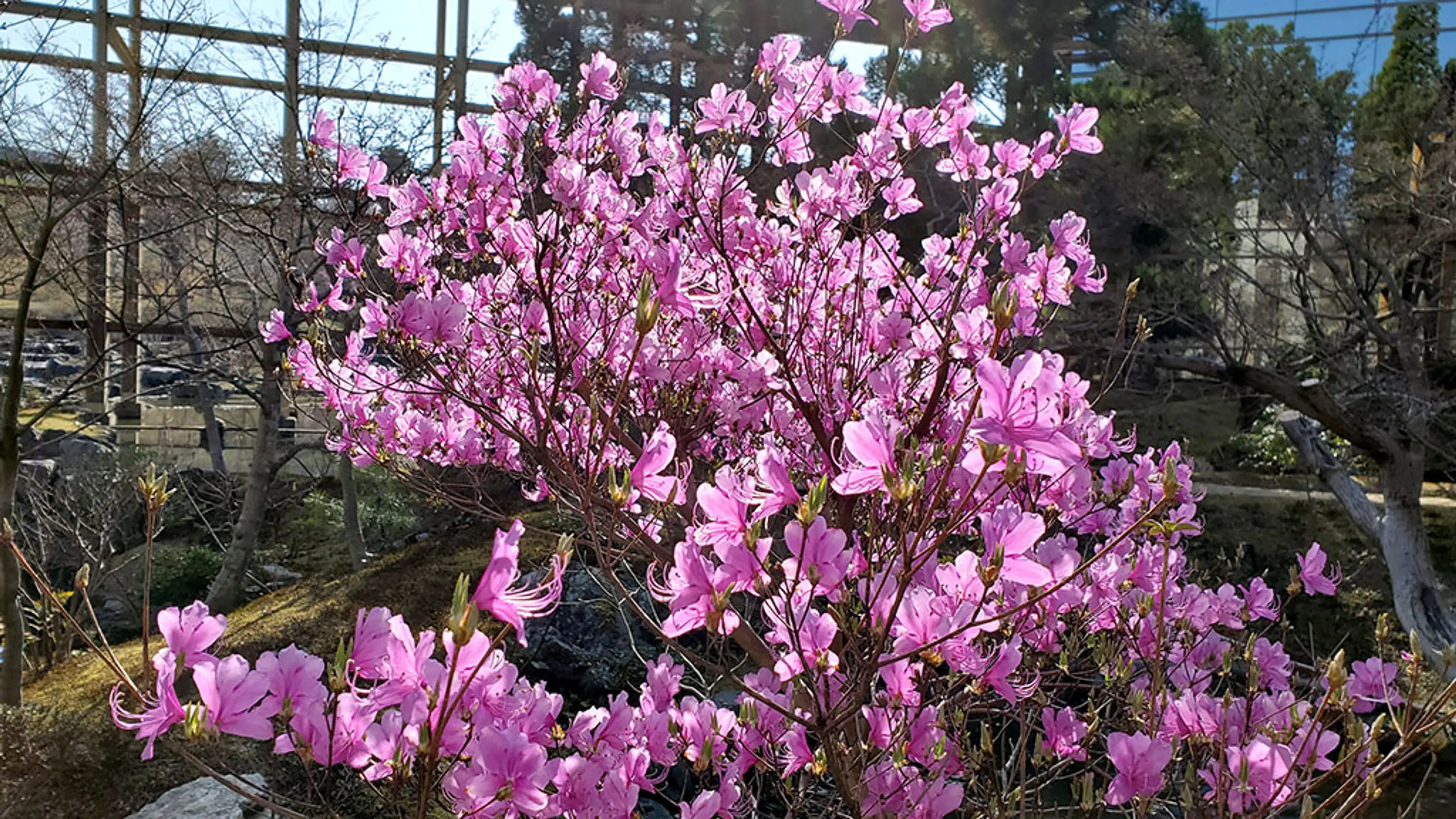 【けいはんな記念公園】コバノミツバツツジ、ユキヤナギ、アセビ