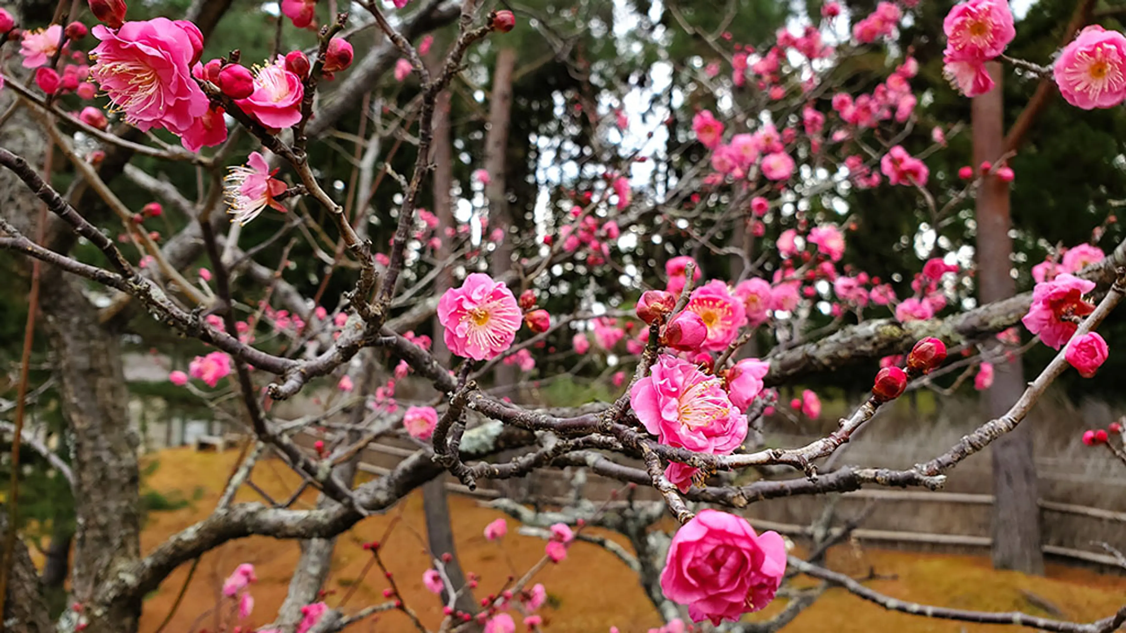 【けいはんな記念公園 水景園】ウメ、マンサク、カンツバキ、サザンカ