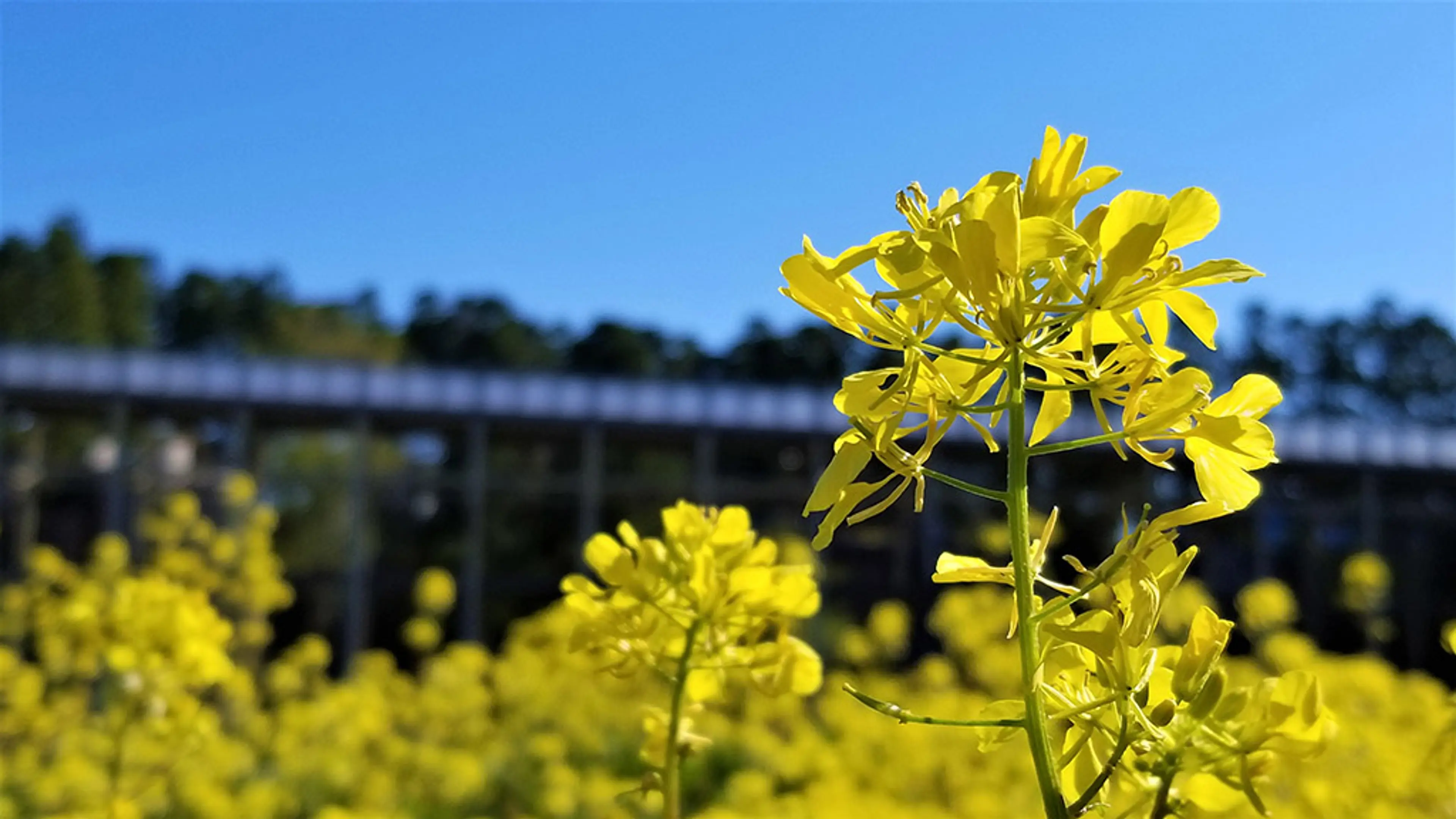 【けいはんな記念公園】シャガ、ミヤマガマズミ、菜の花、ヤマブキ、モモ、フジ
