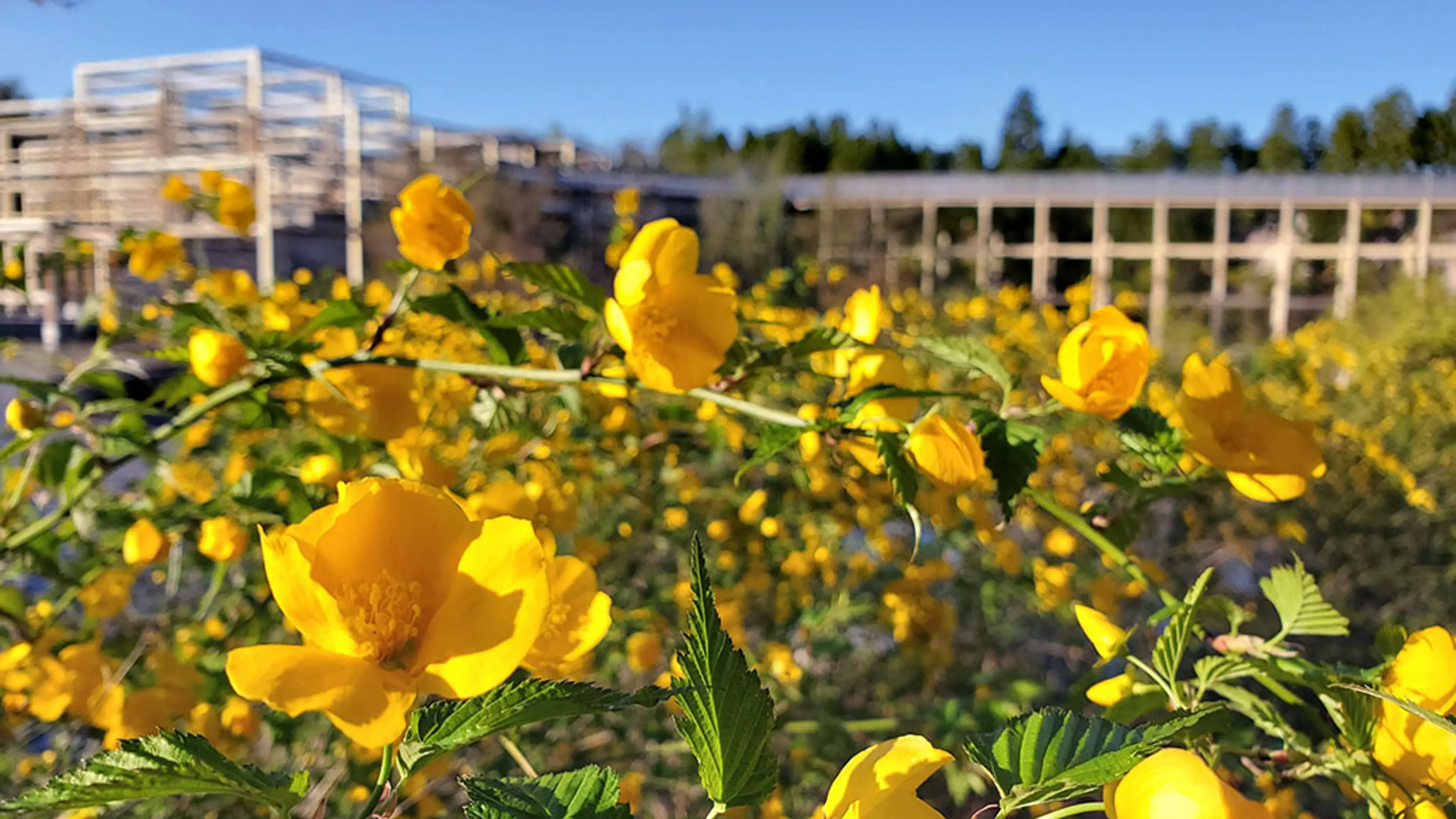 【けいはんな記念公園】シャガ、ミヤマガマズミ、菜の花、ヤマブキ、モモ、フジ