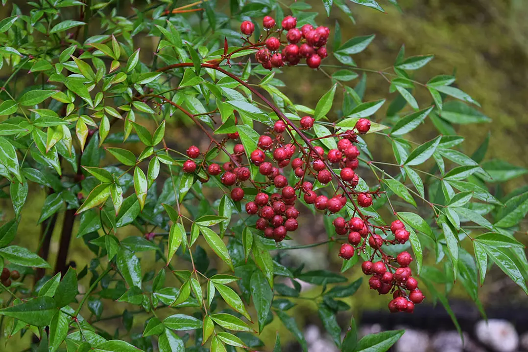 【けいはんな記念公園 水景園】カンツバキ、ナンテン、マンリョウ、フユザクラ、サザンカ