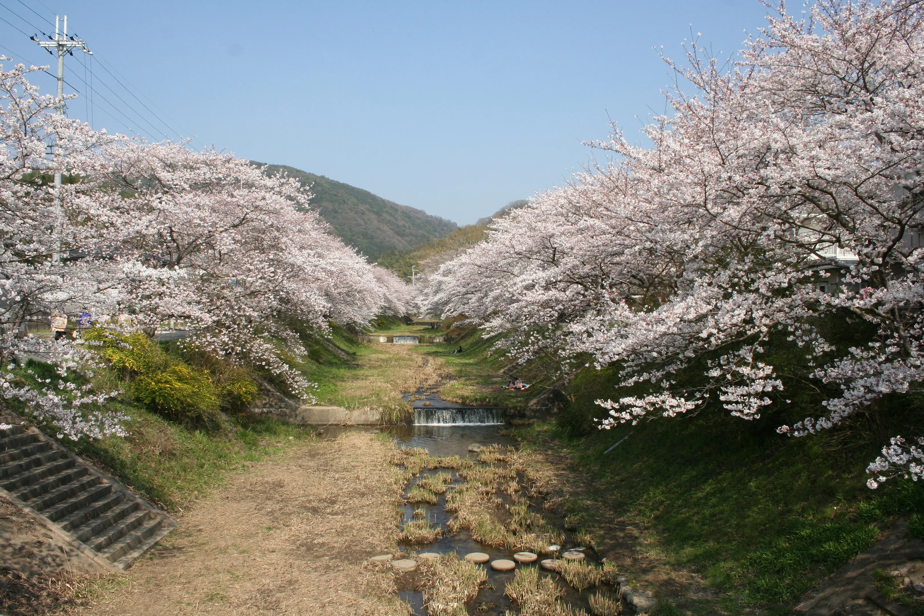 井手町さくらまつり