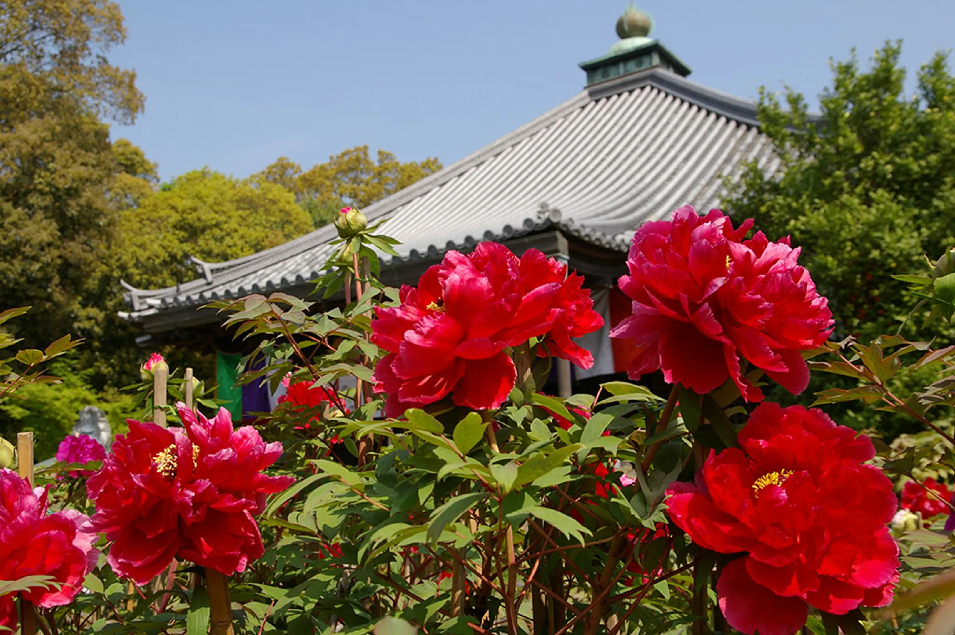 【乙訓寺】ボタン