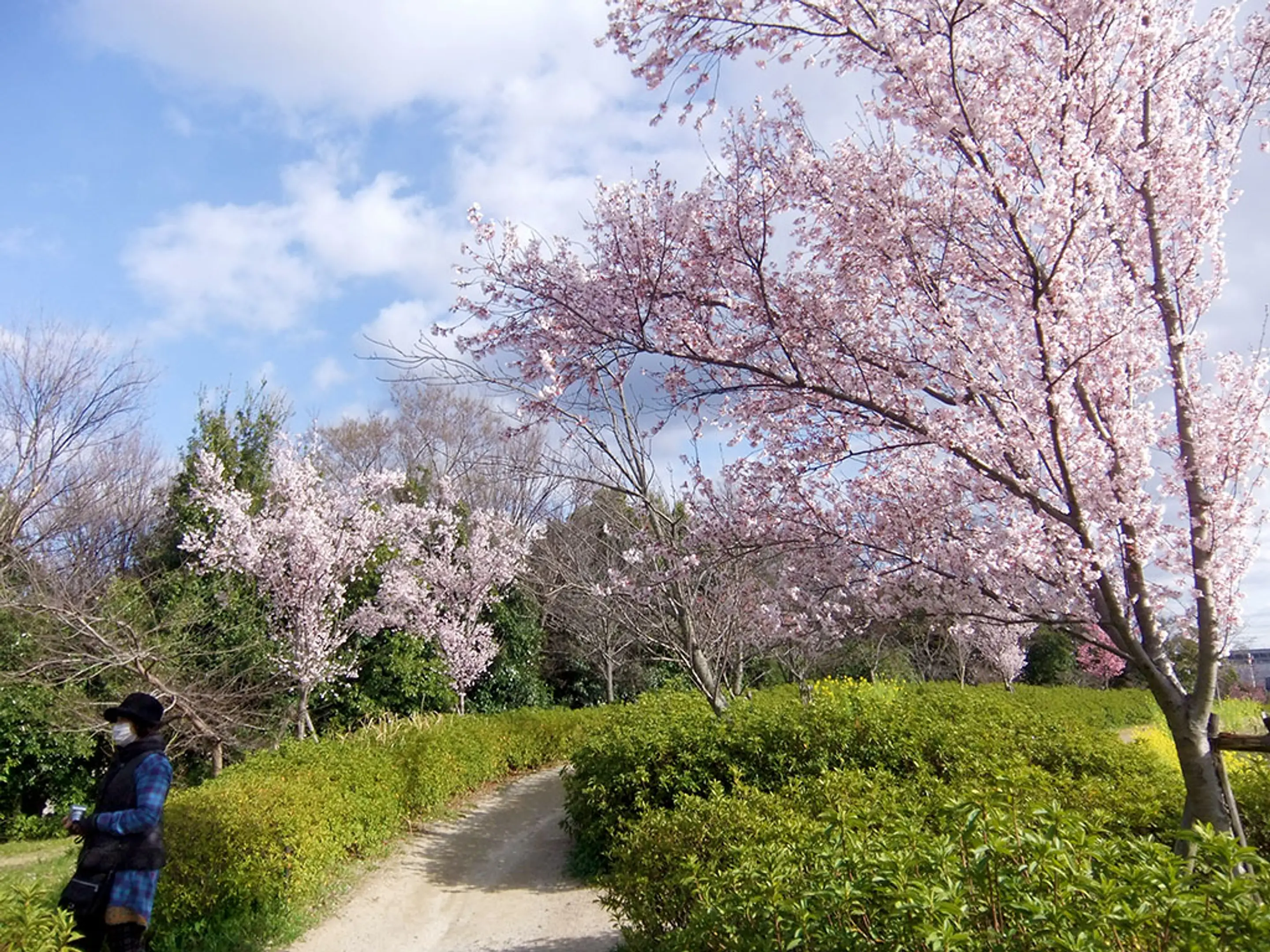 【梅小路公園】桜