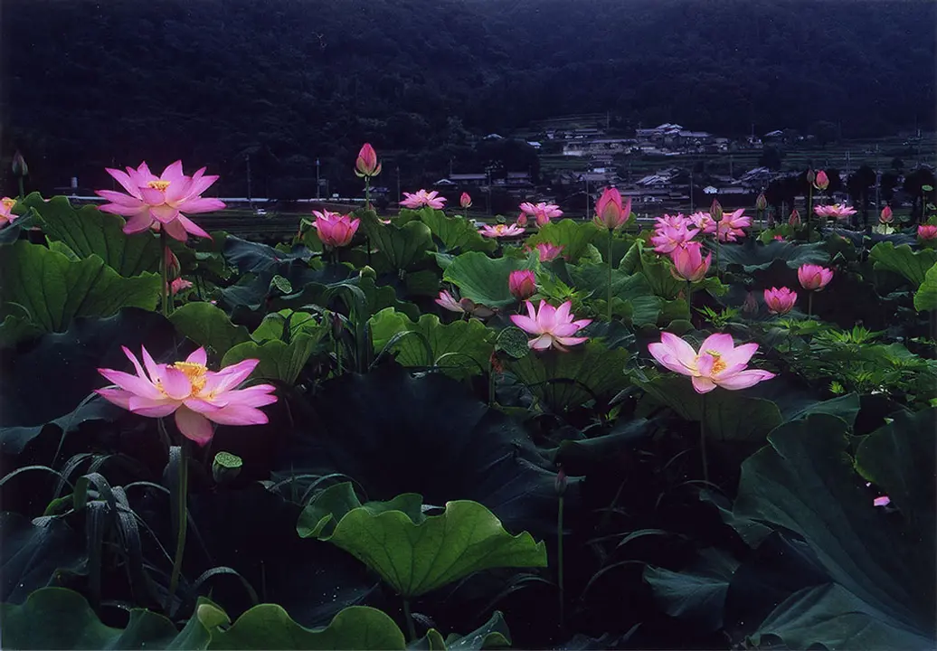 【平の沢公園】オニバス