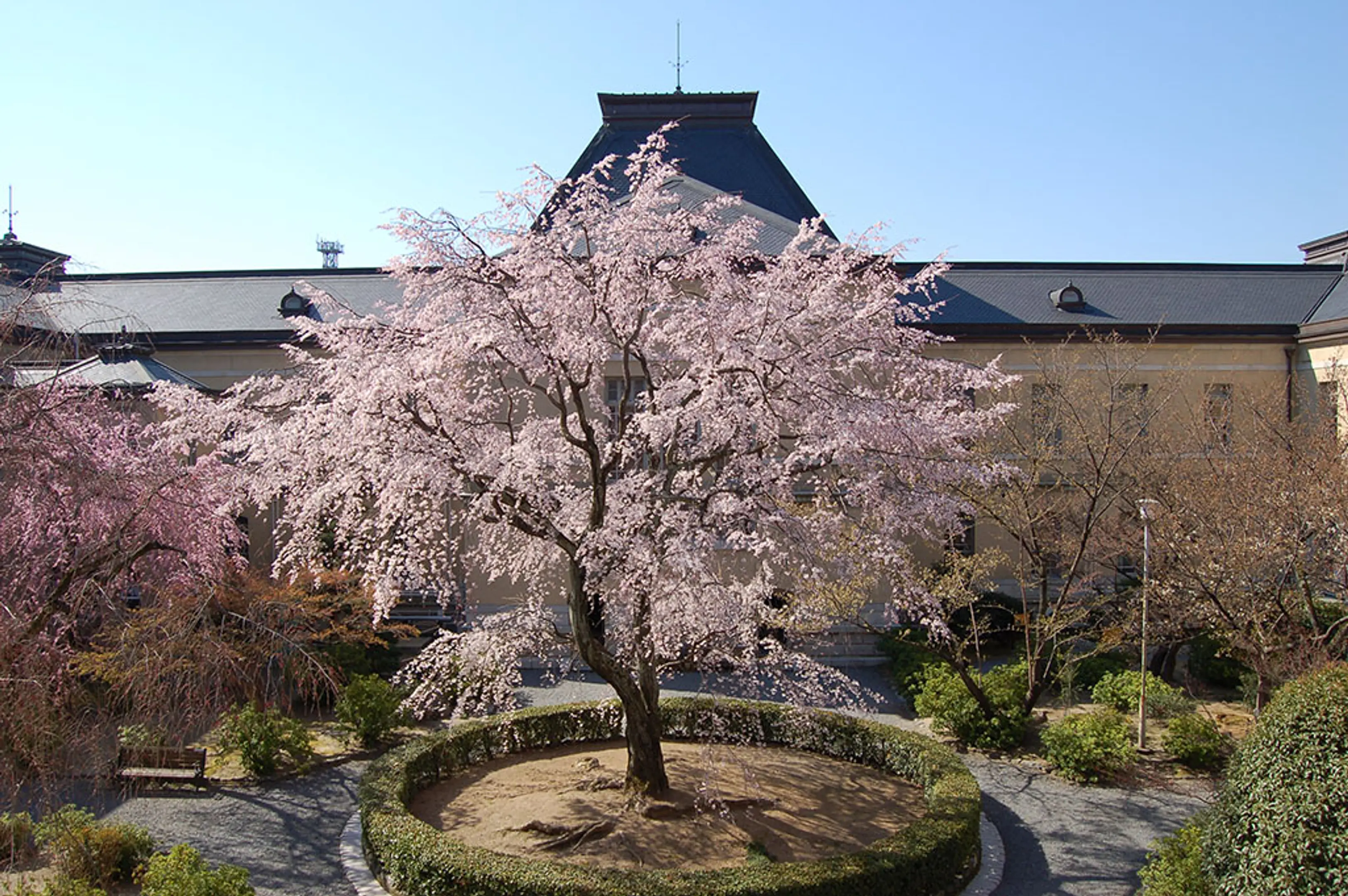【京都府庁旧本館】桜