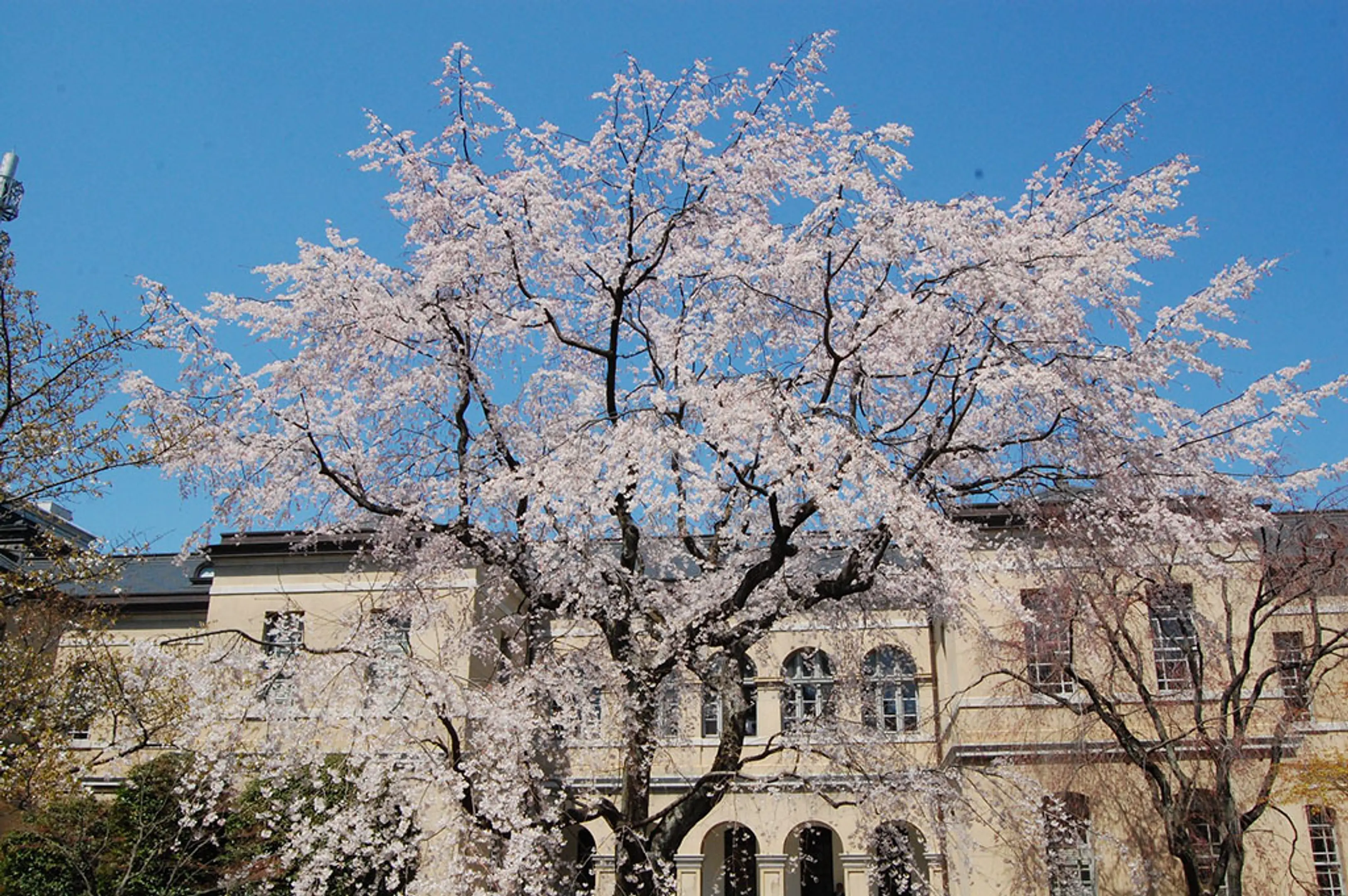 【京都府庁旧本館】桜