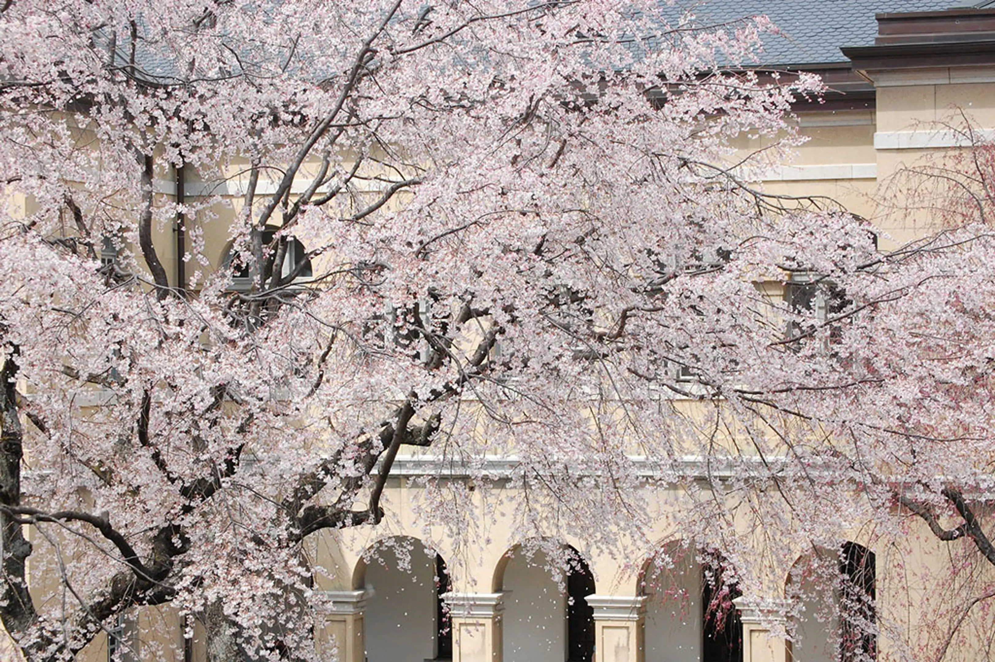 【京都府庁旧本館】桜