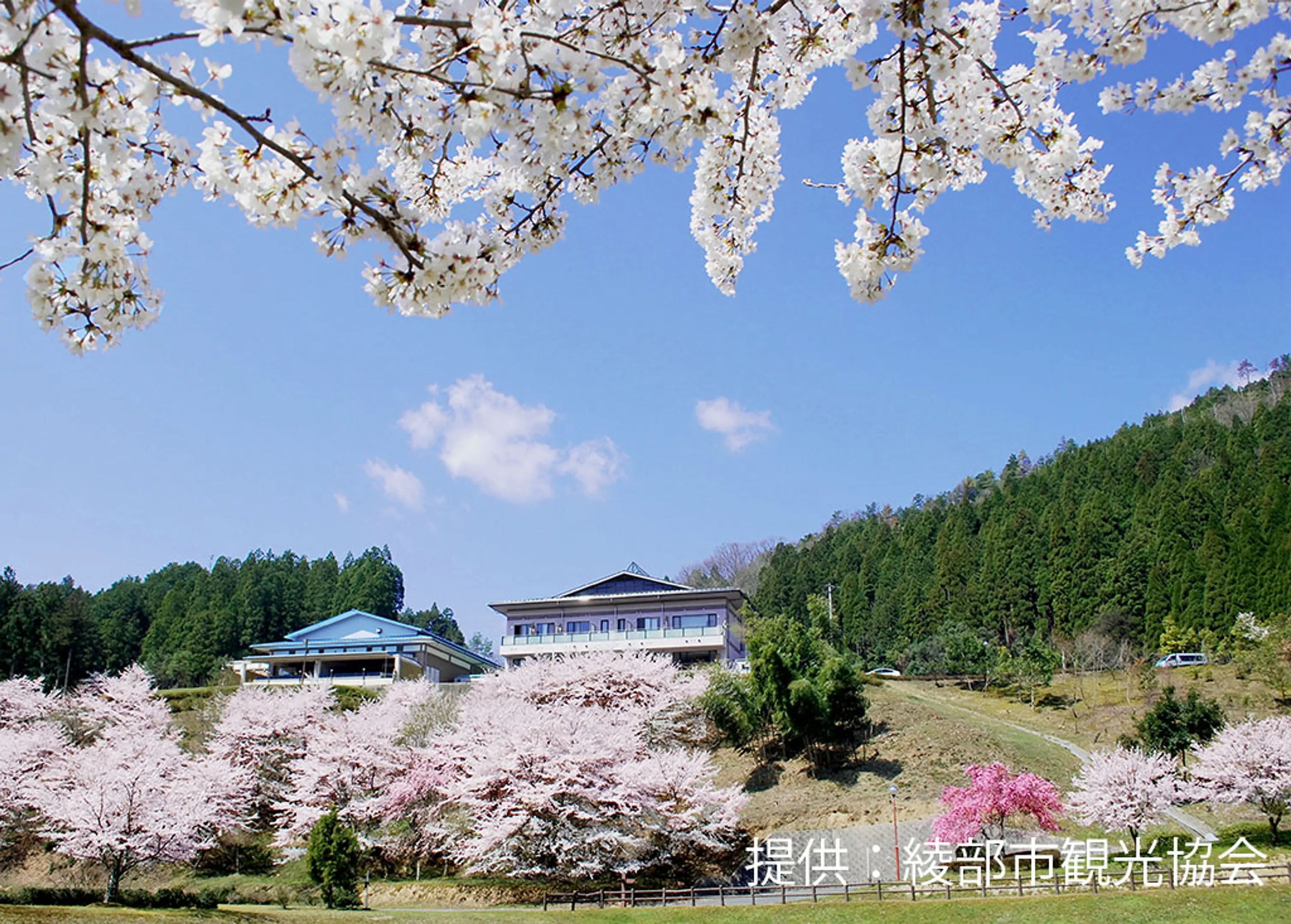 【あやべ温泉】桜