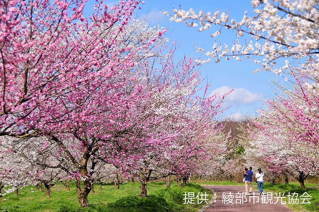 【綾部市梅林公園】梅