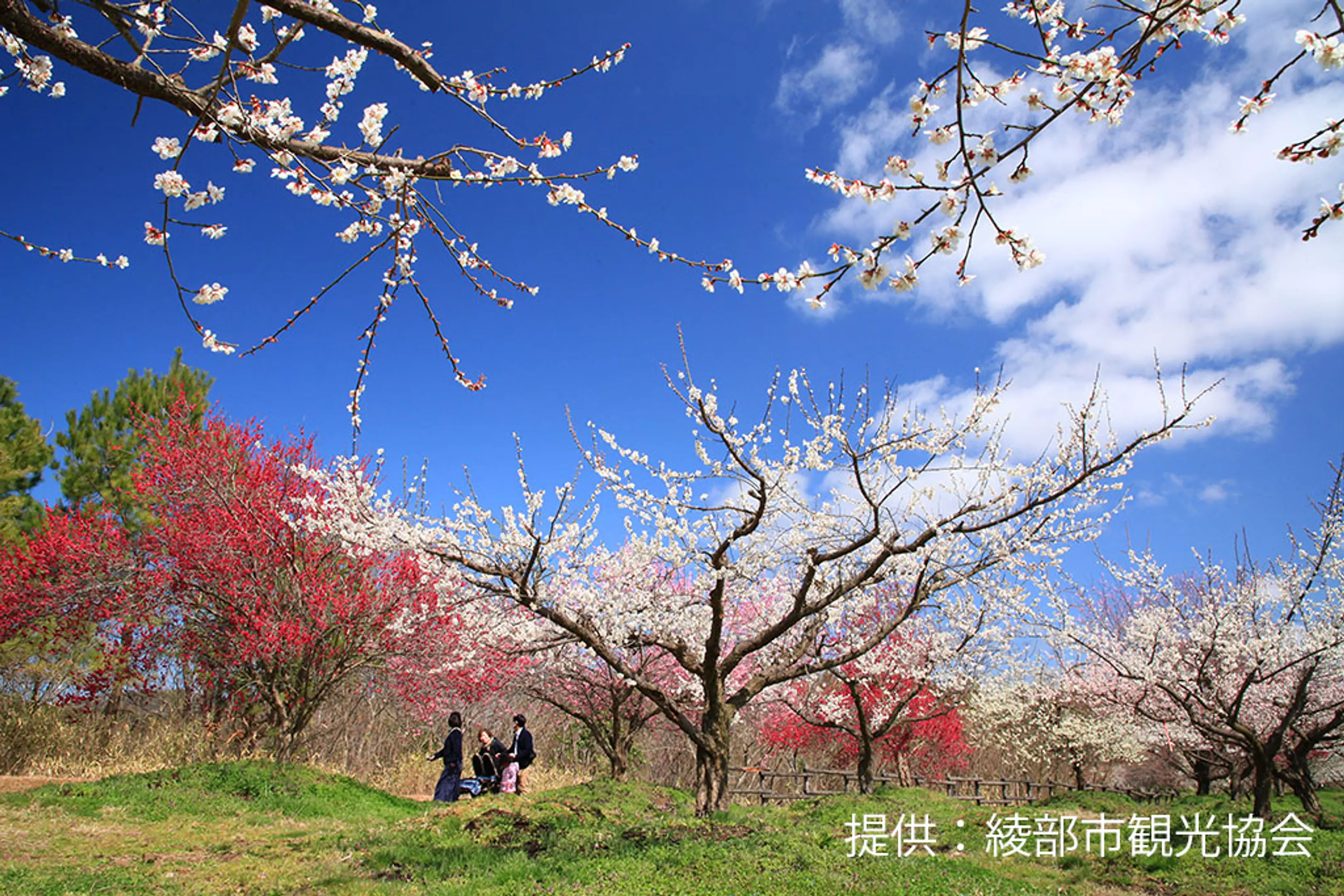 【綾部市梅林公園】梅
