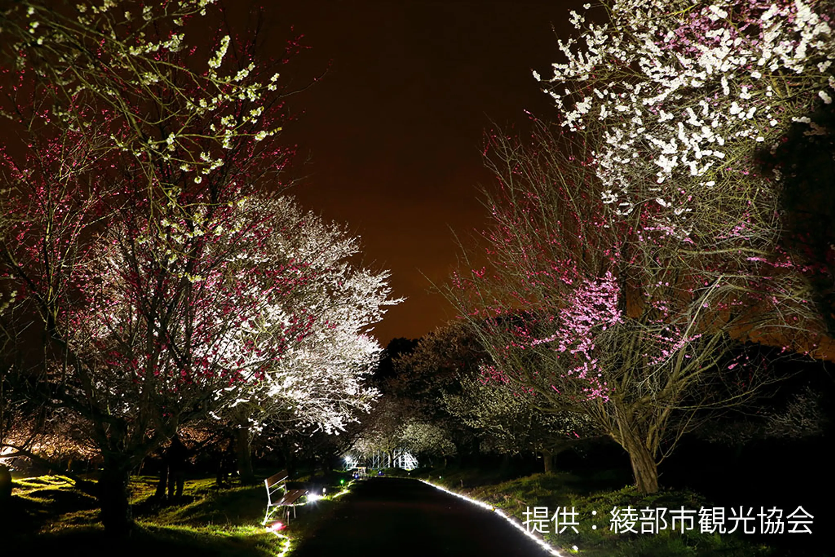【綾部市梅林公園】梅