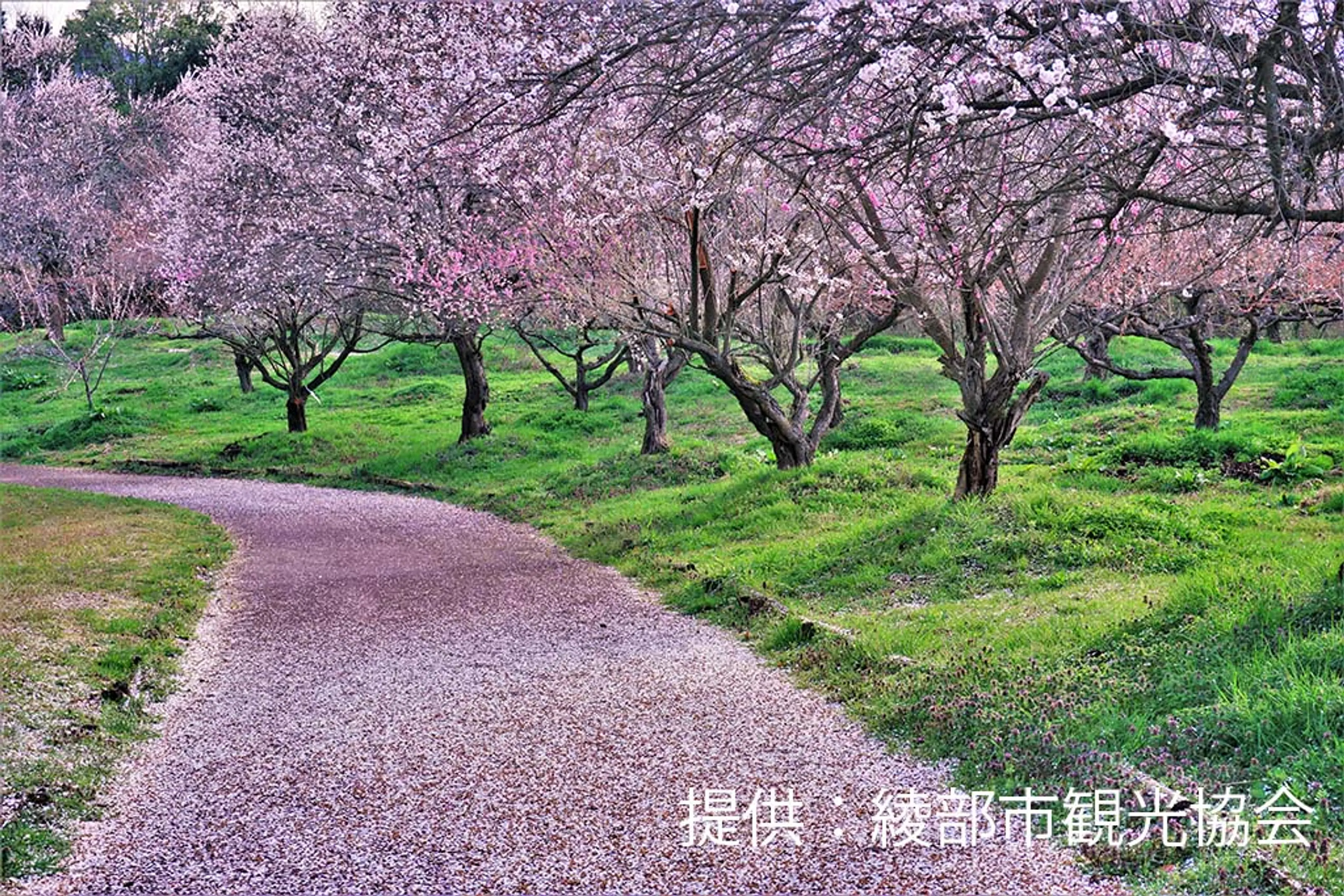 【綾部市梅林公園】梅
