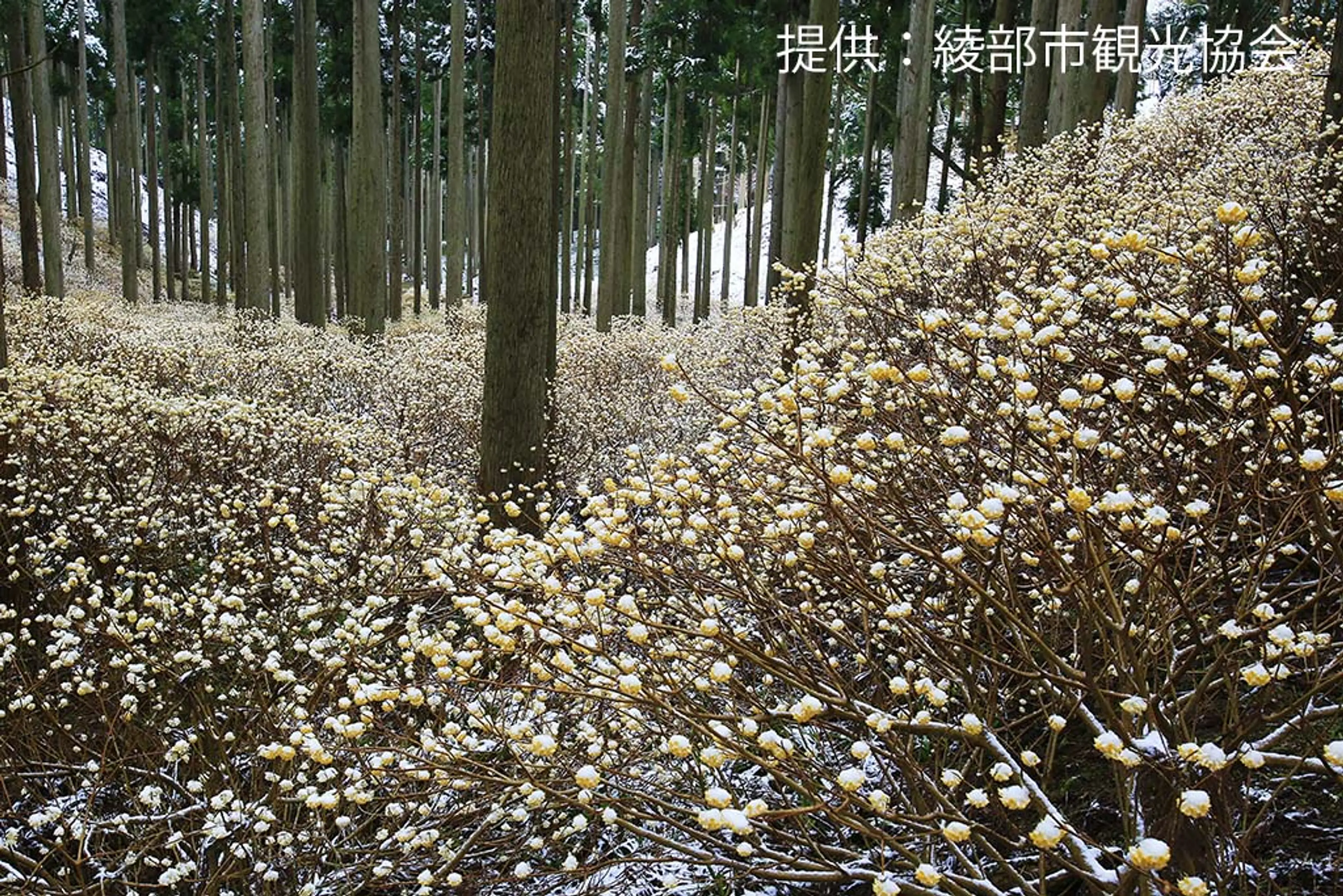 【綾部市老富町（市茅野）】ミツマタ