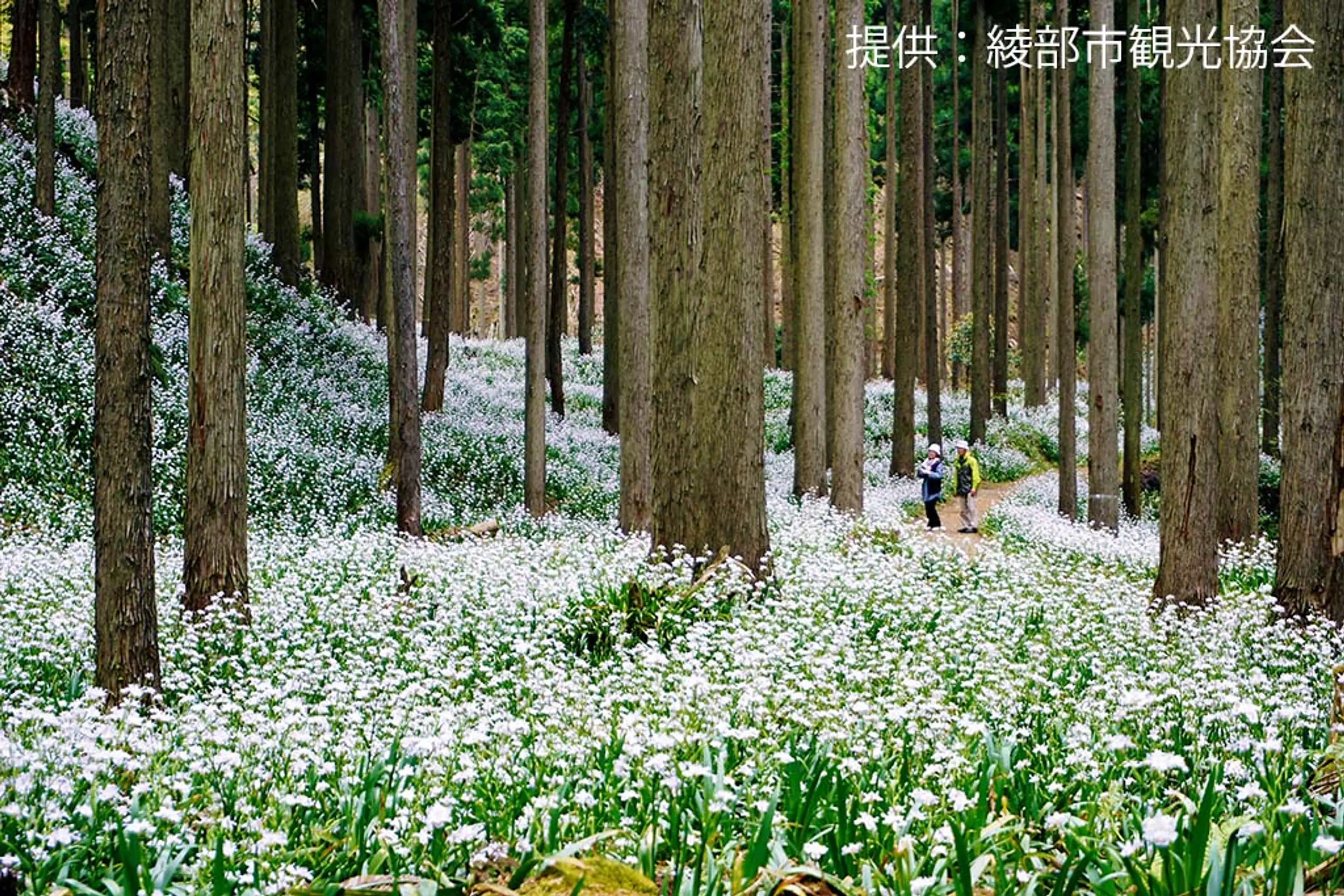 【綾部市老富町（市茅野）】シャガ
