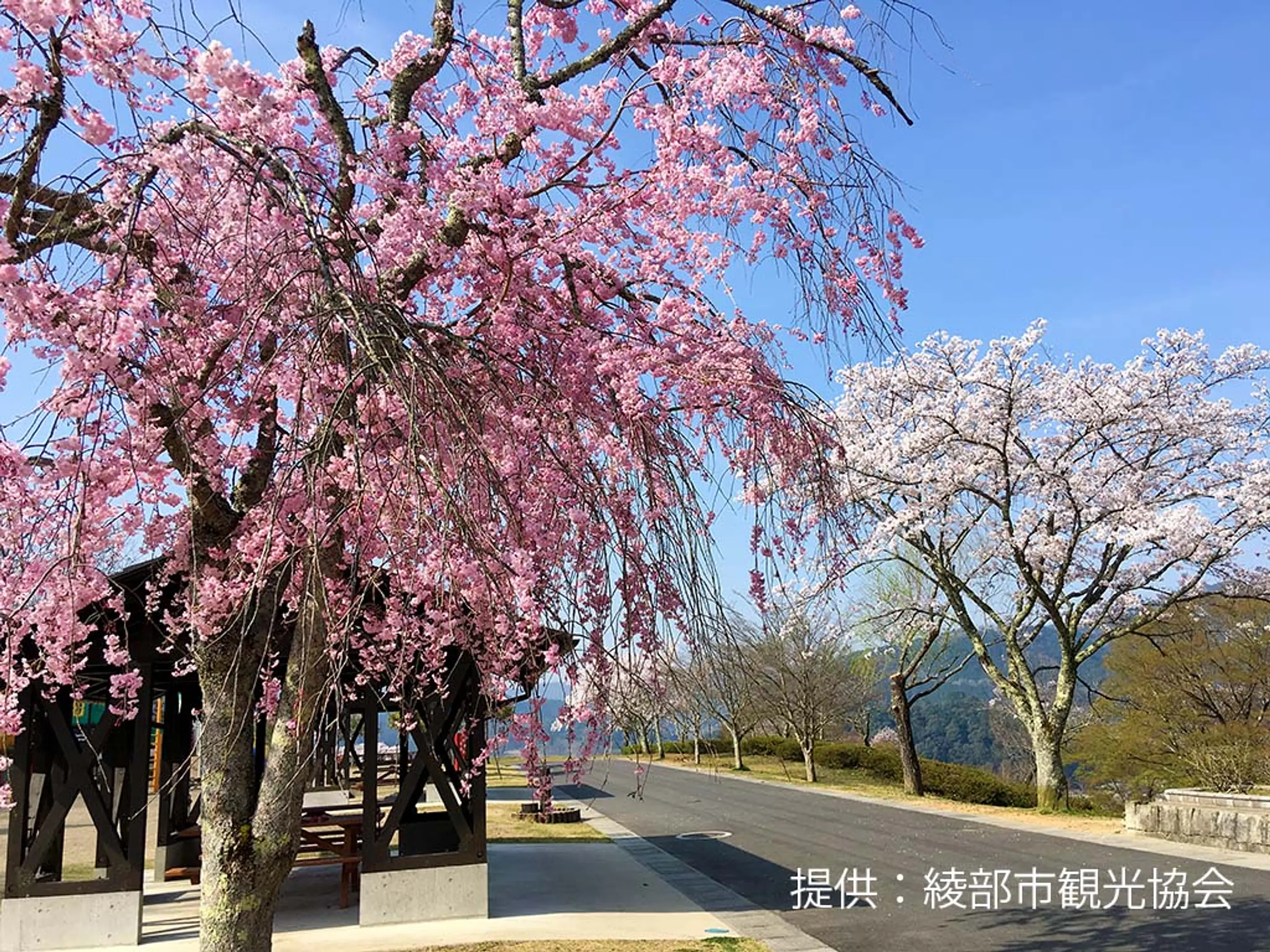 【紫水ヶ丘公園】桜