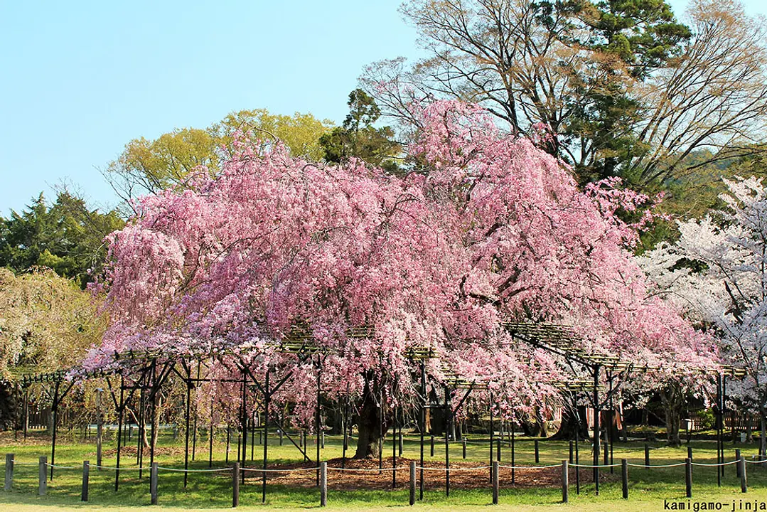 【賀茂別雷神社（上賀茂神社）】桜