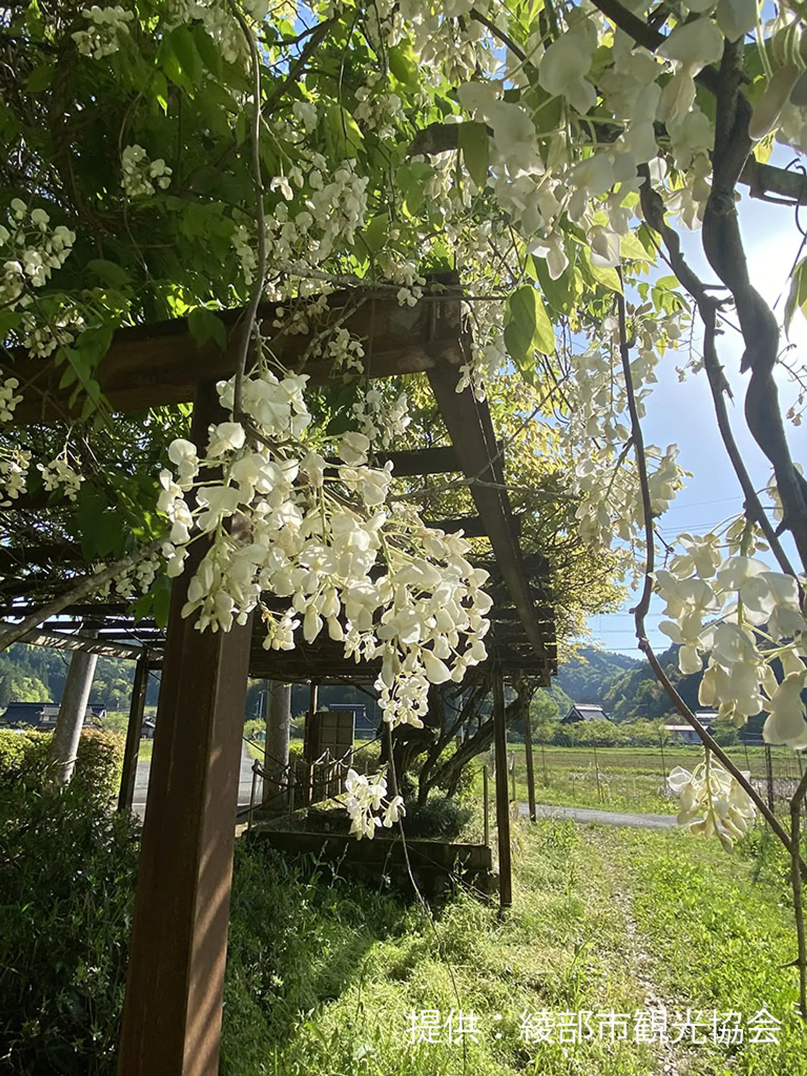 【藤波神社】白藤