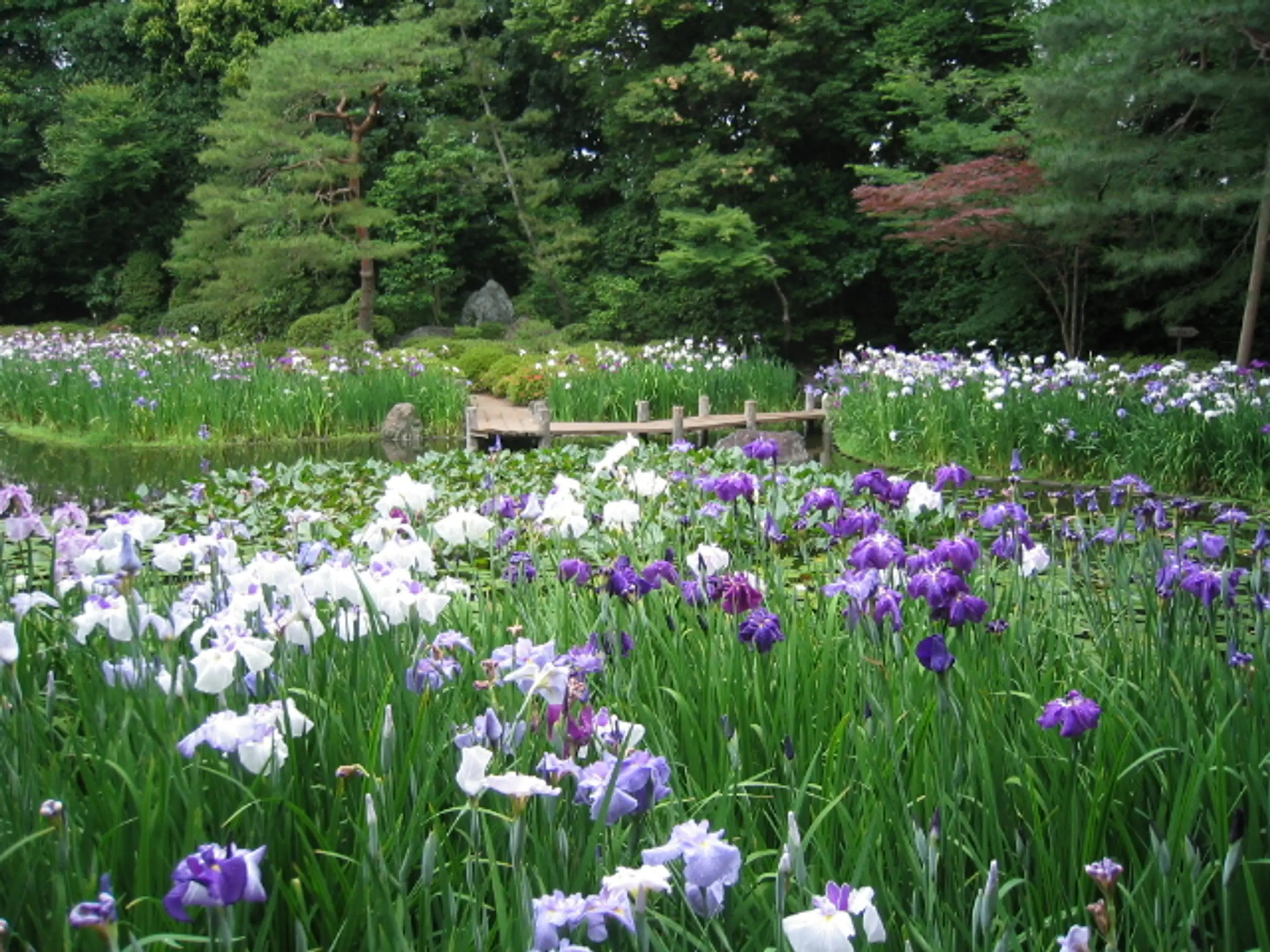 【平安神宮】花しょうぶ