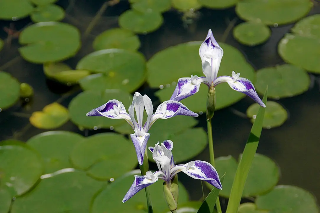 【平安神宮】カキツバタ