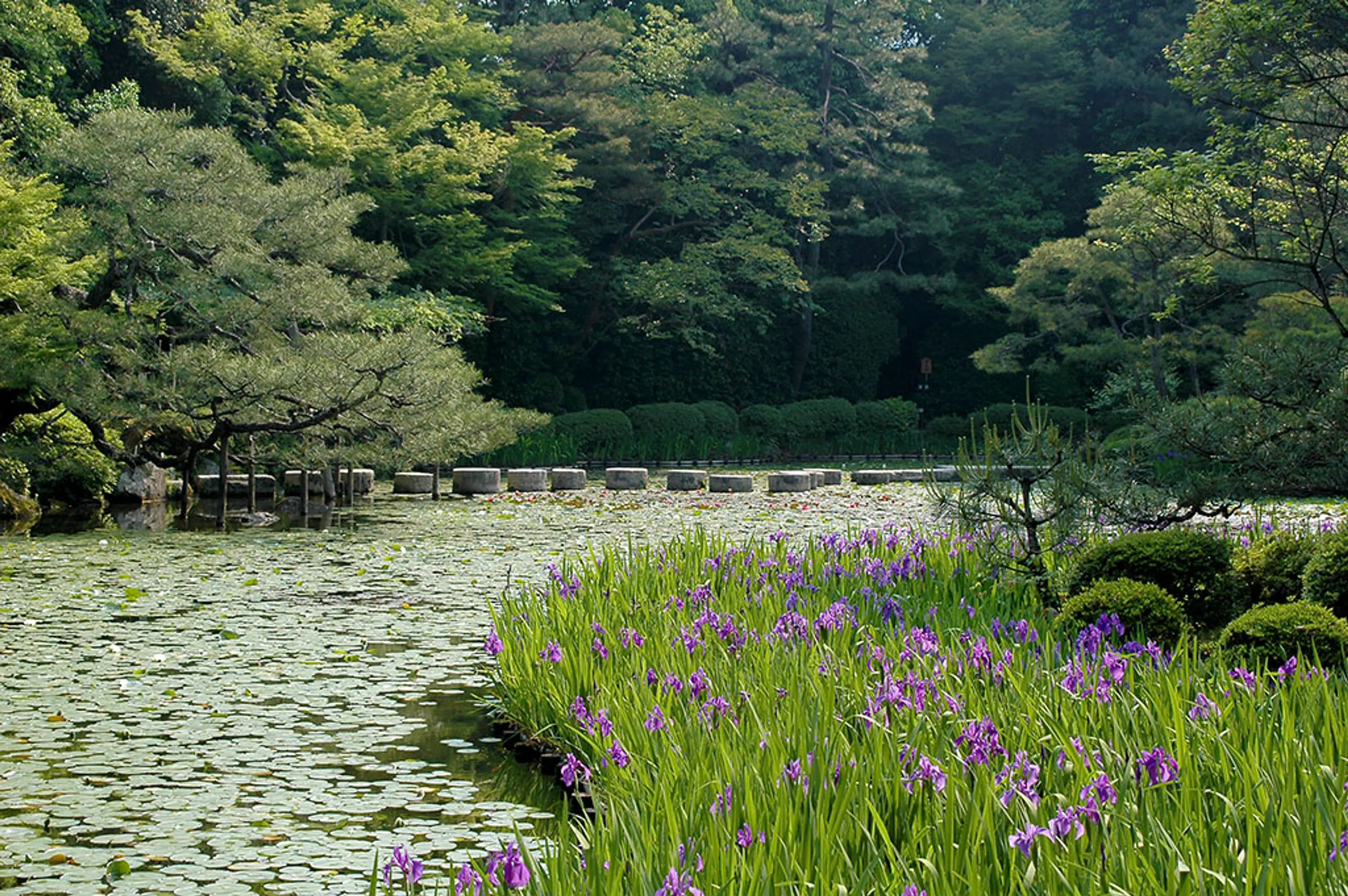 【平安神宮】カキツバタ