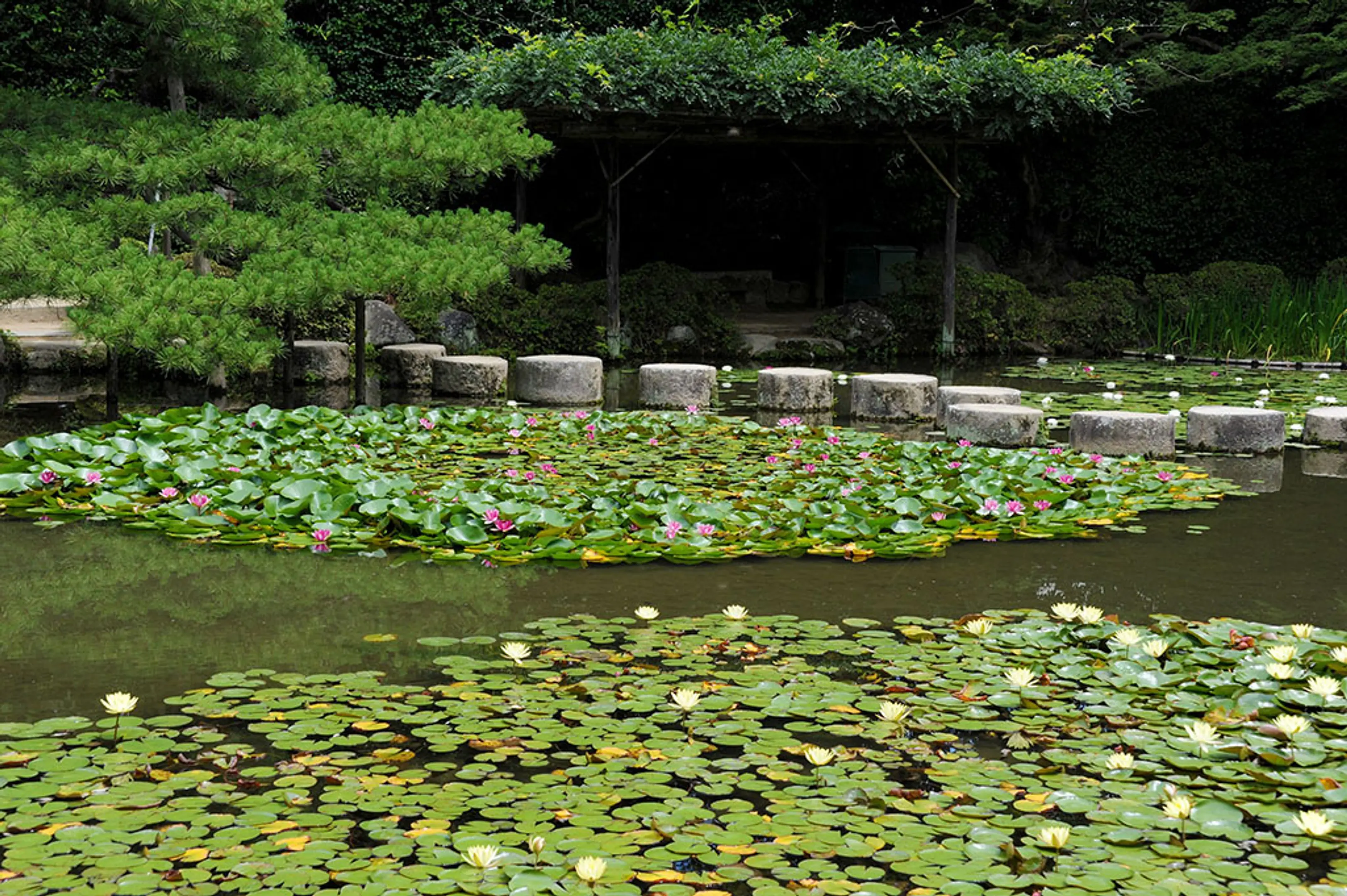 【平安神宮】すいれん