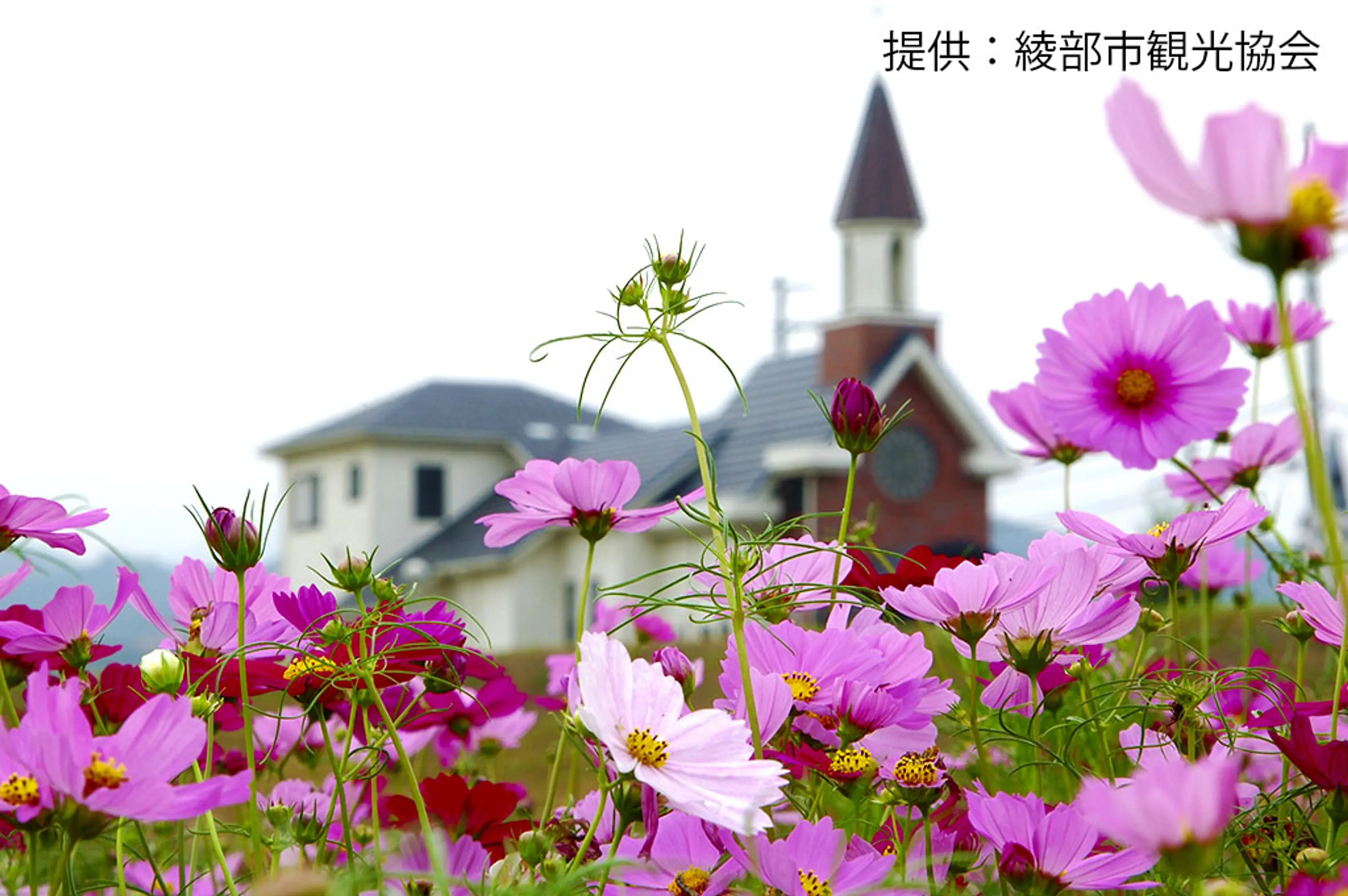 【由良川花庭園】コスモス