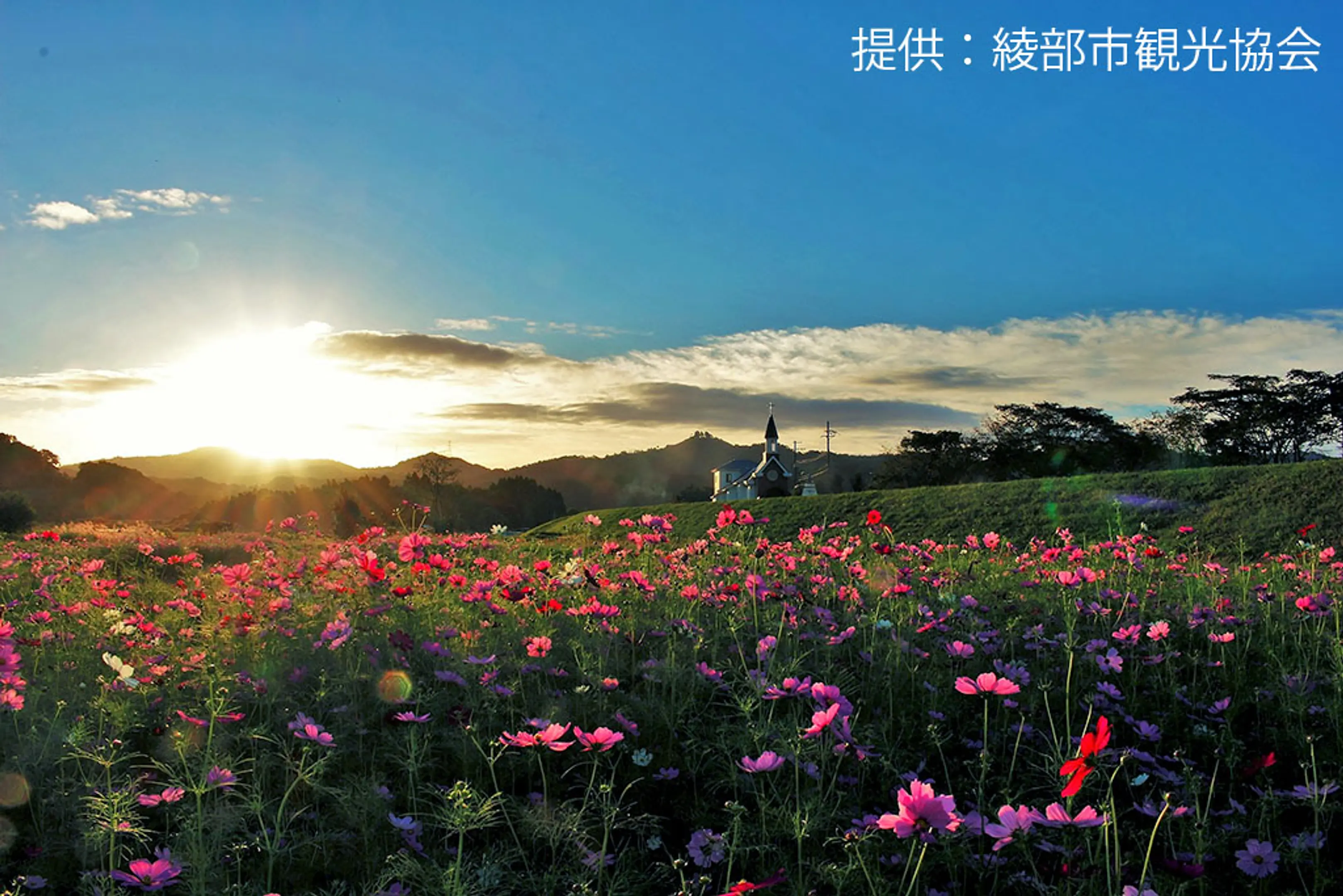 【由良川花庭園】コスモス