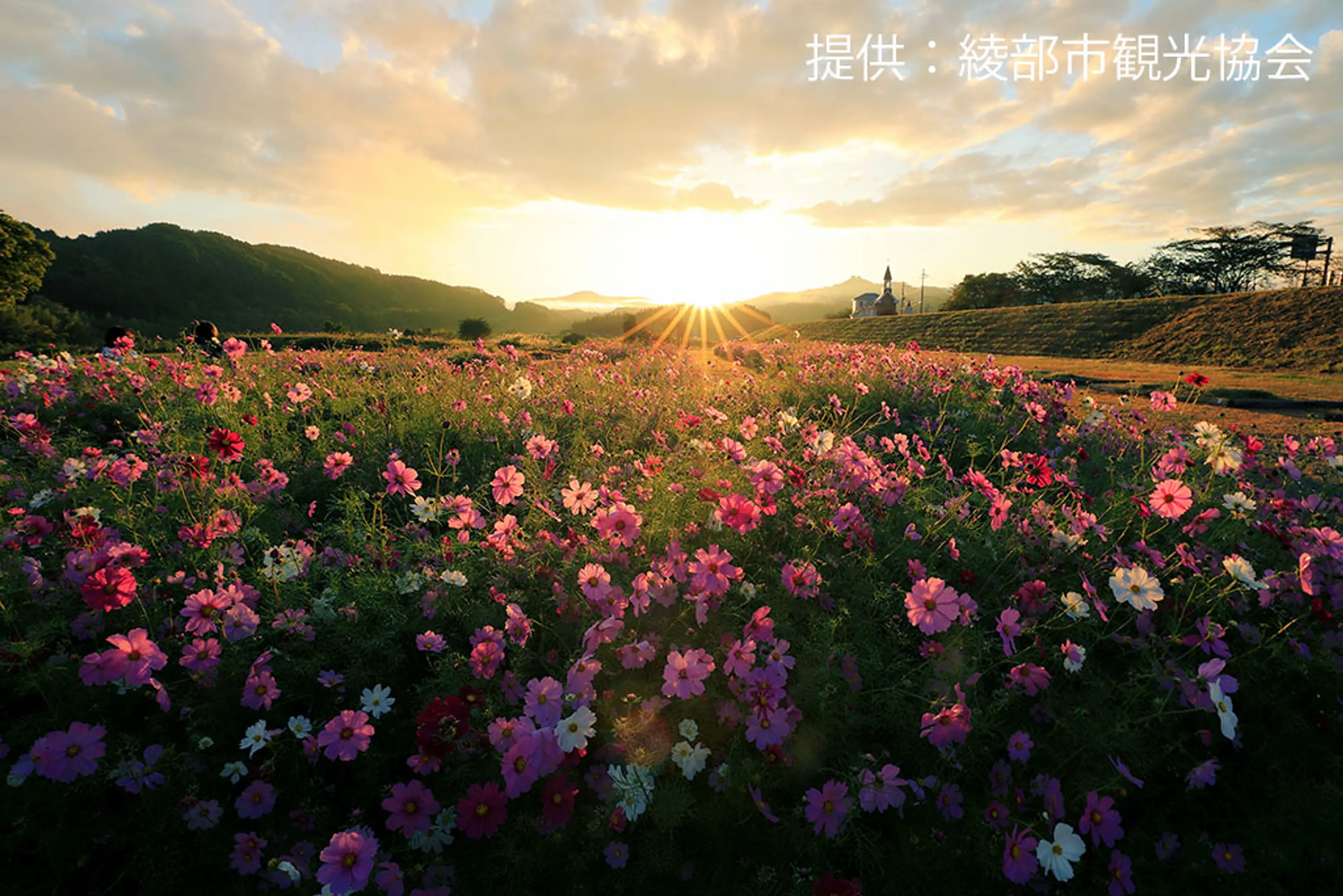 【由良川花庭園】コスモス