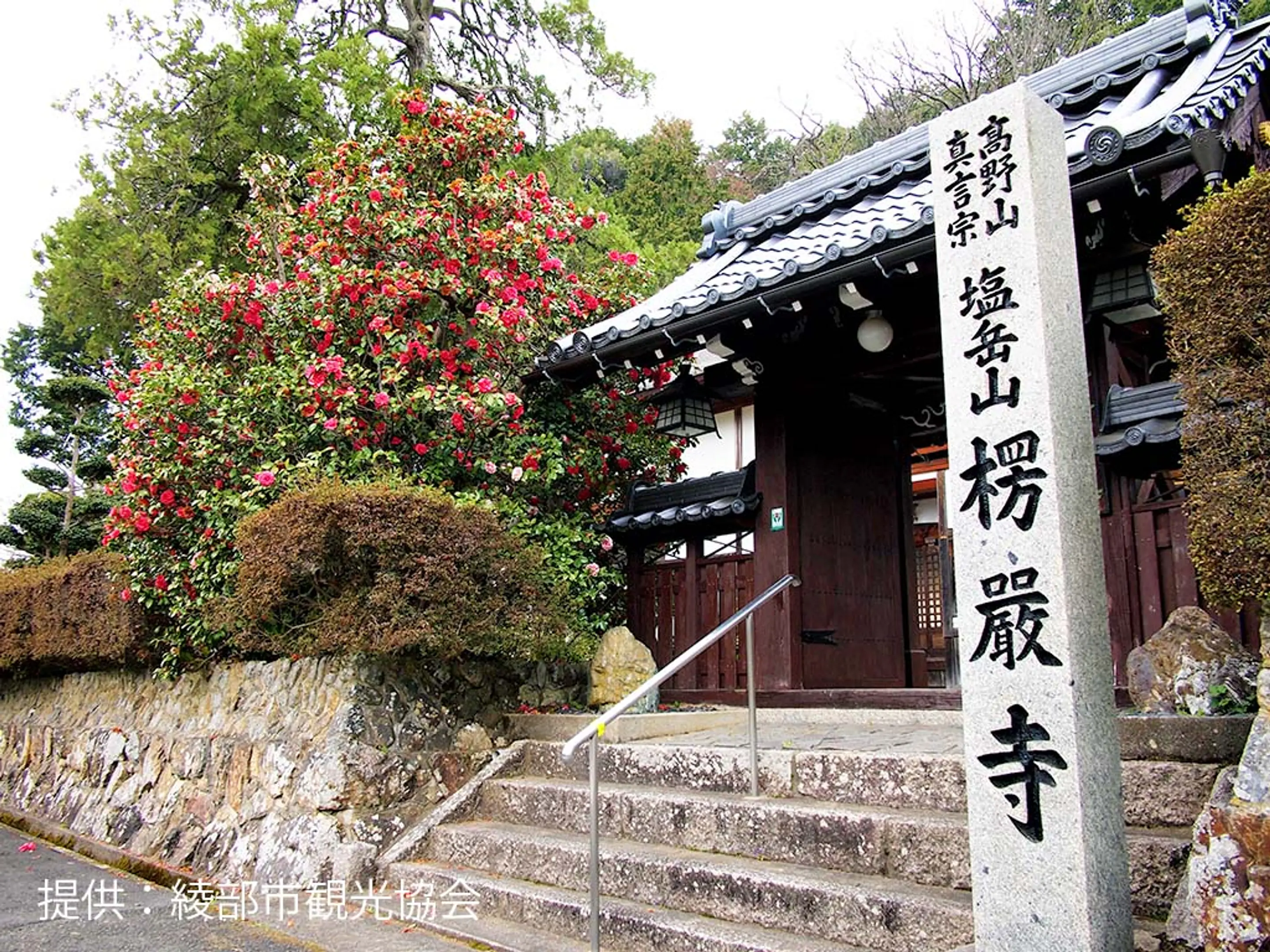 【楞厳寺】椿