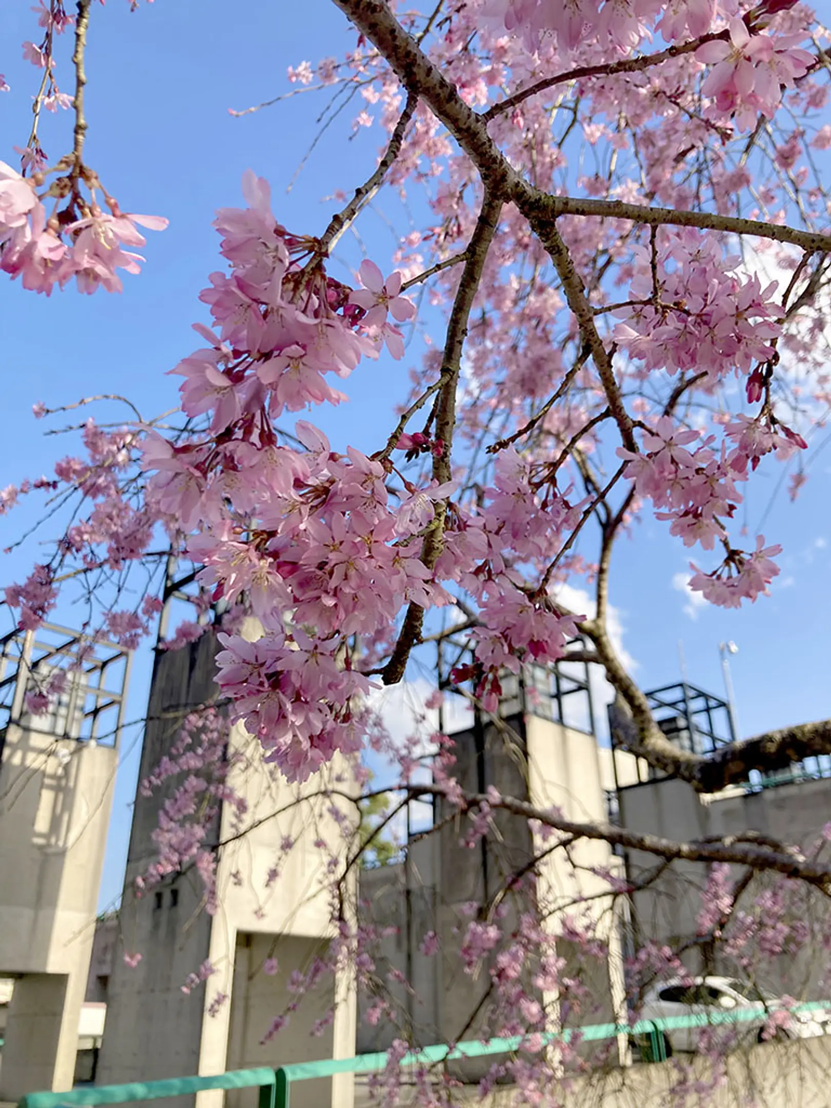 【やまなみホール駐車場】桜