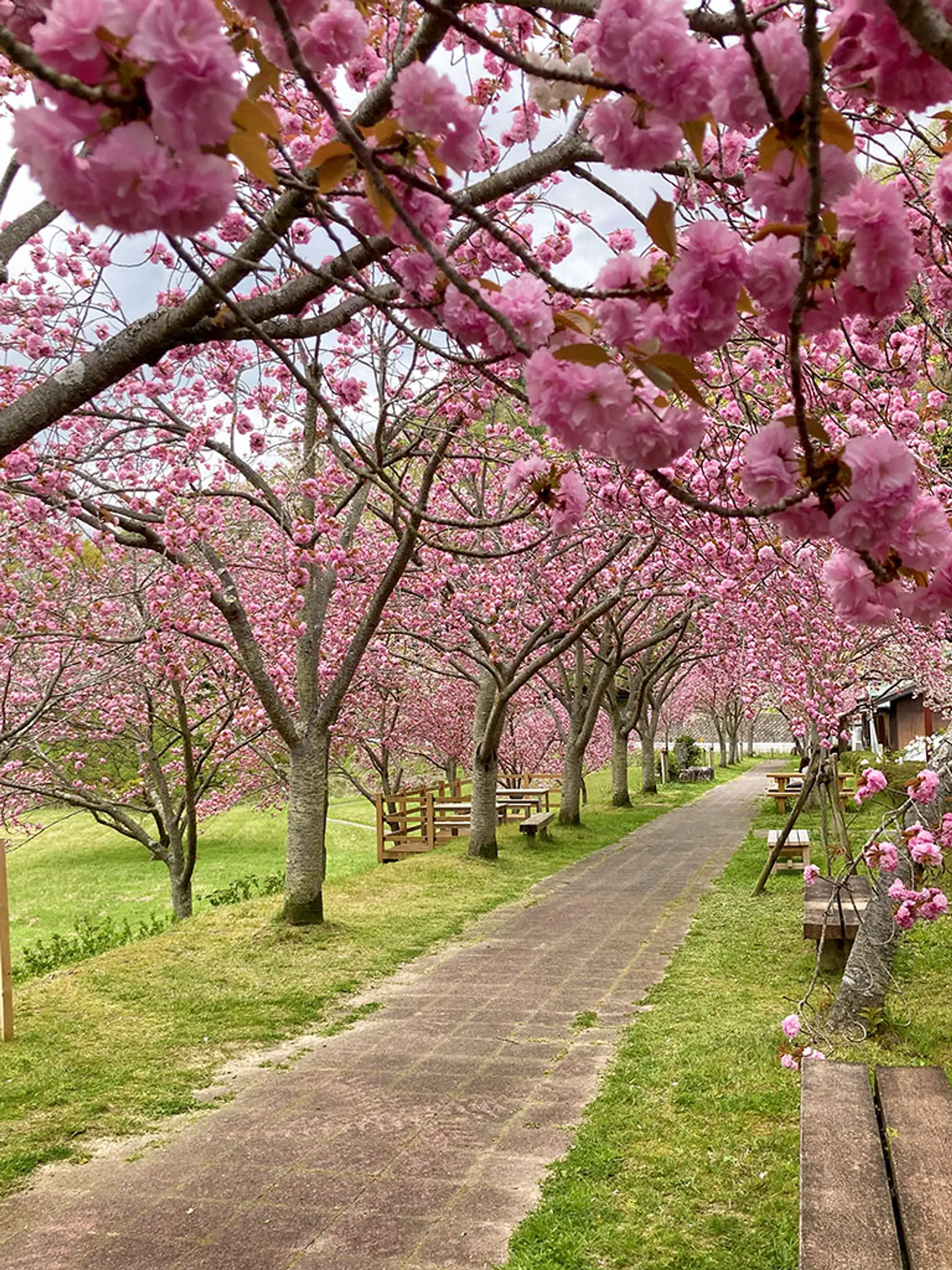 【やまなみホール駐車場】桜