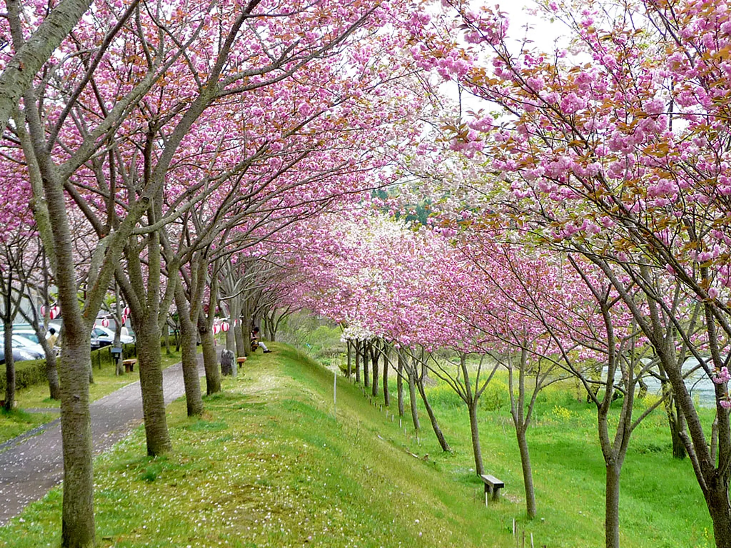 【やまなみホール駐車場】桜
