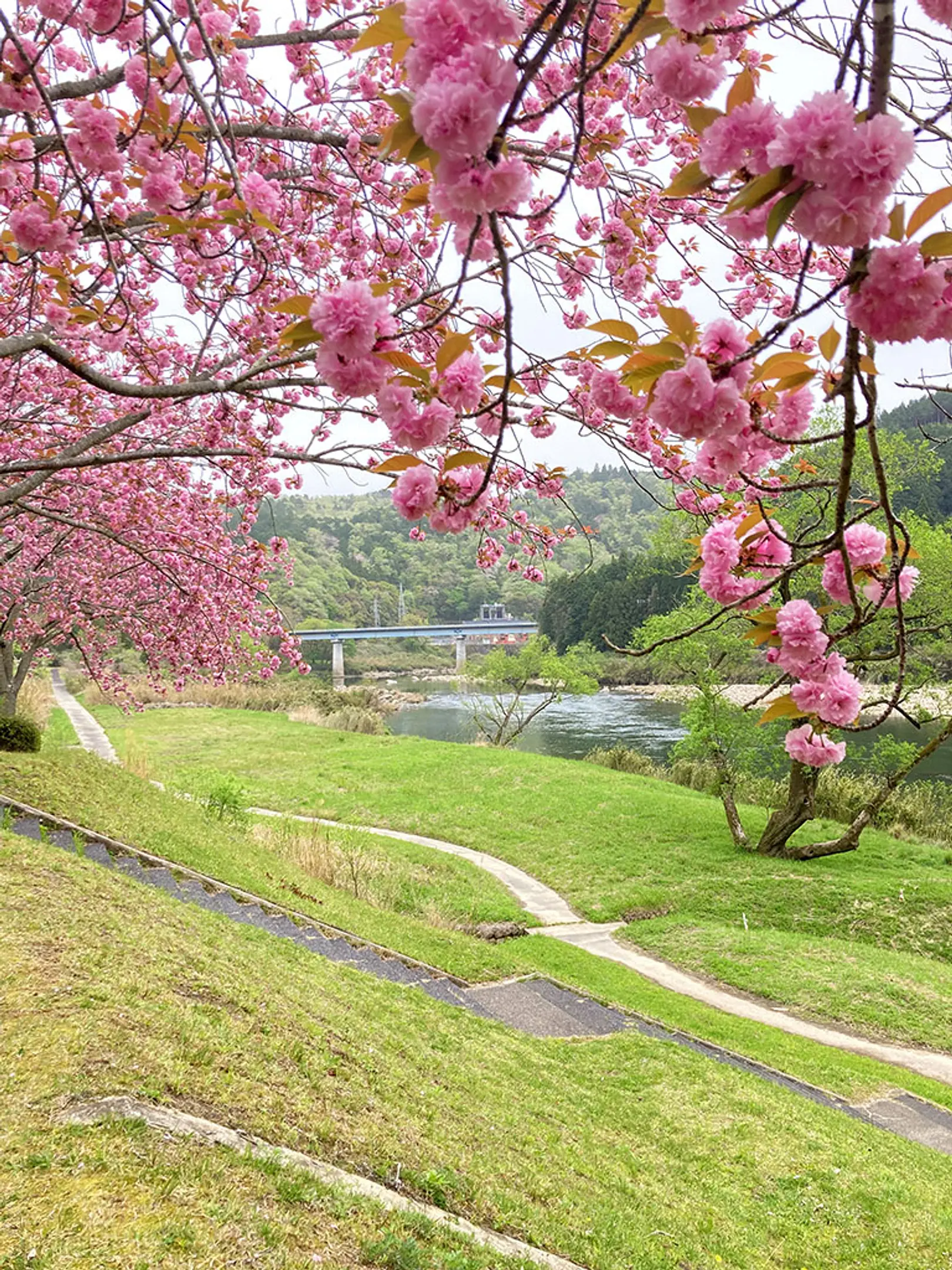 【やまなみホール駐車場】桜