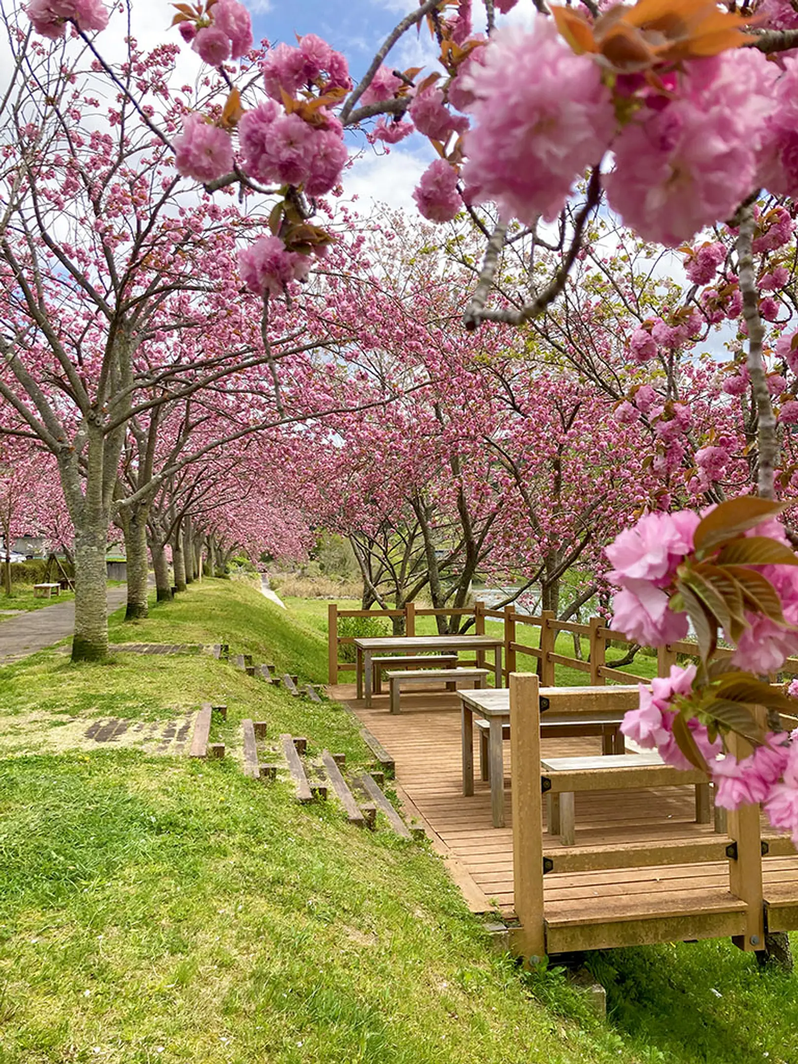 【やまなみホール駐車場】桜