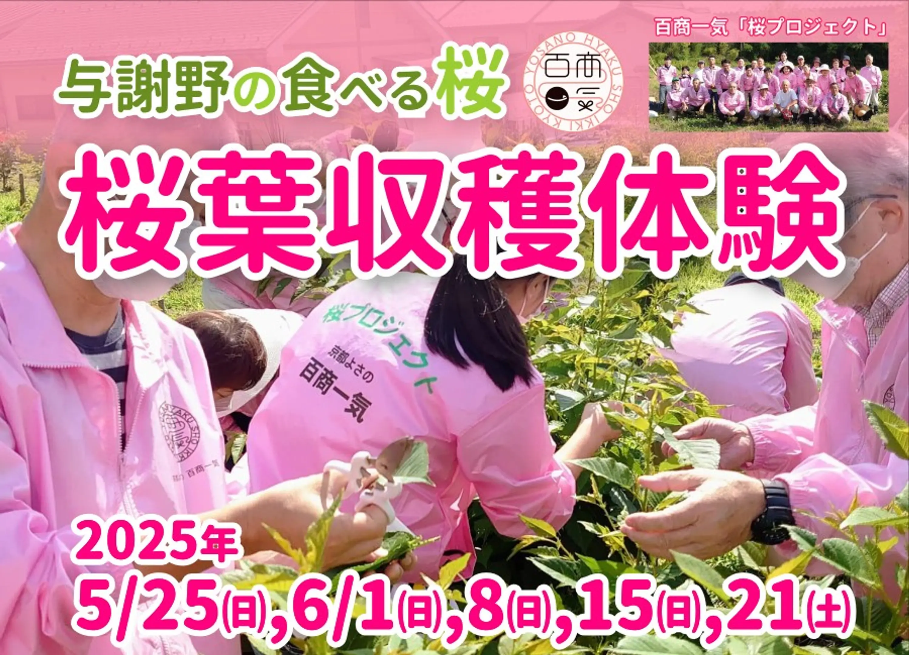 与謝野の食べる桜　桜葉収穫体験