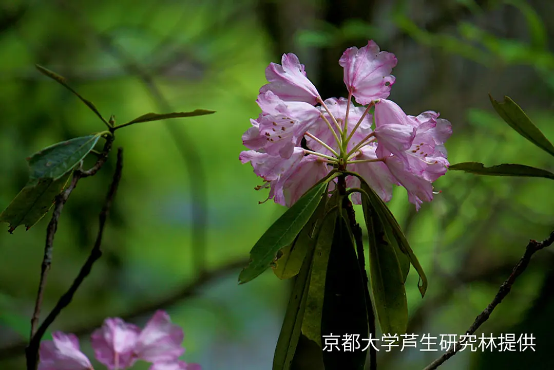【芦生研究林】しゃくなげ