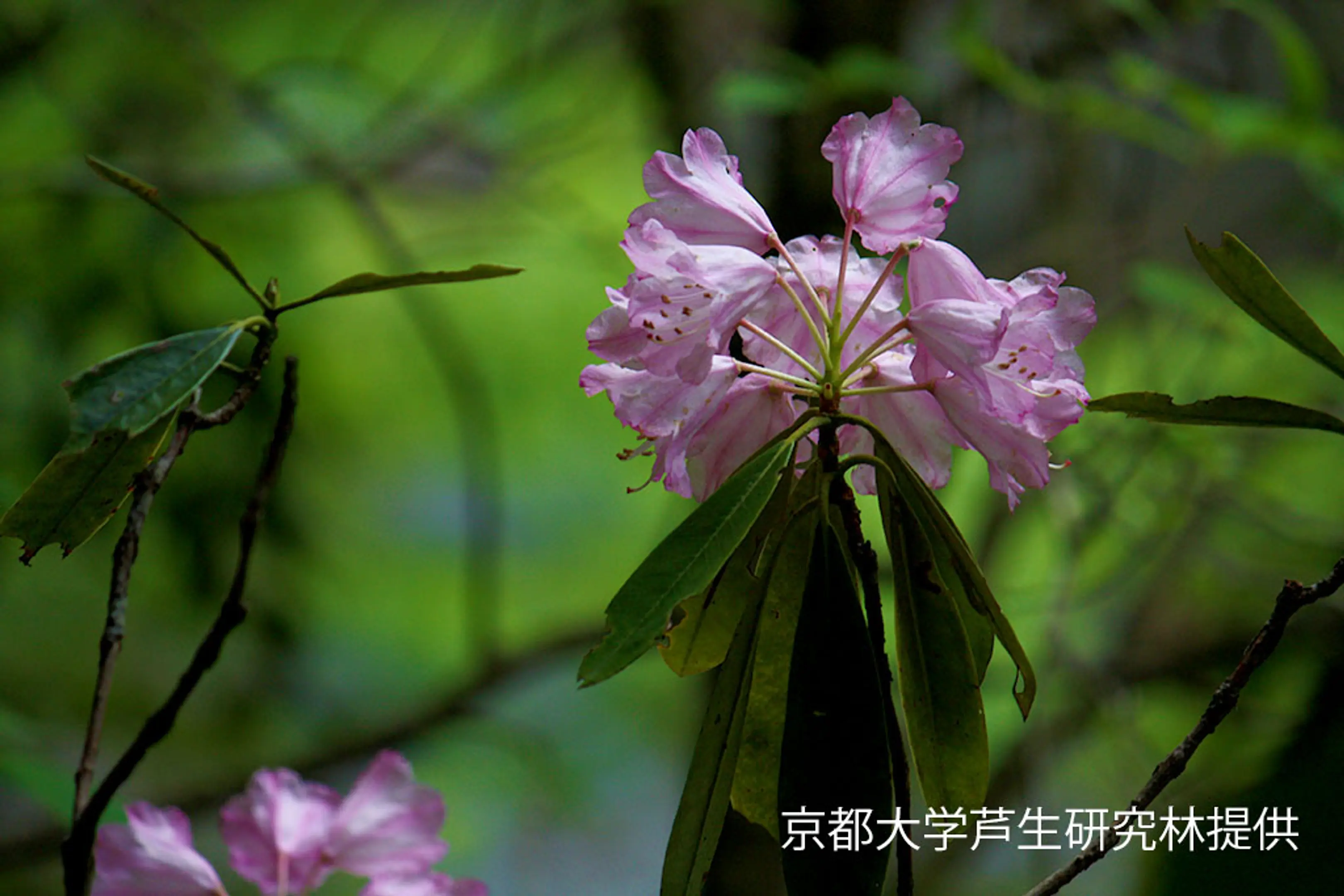 【芦生研究林】しゃくなげ