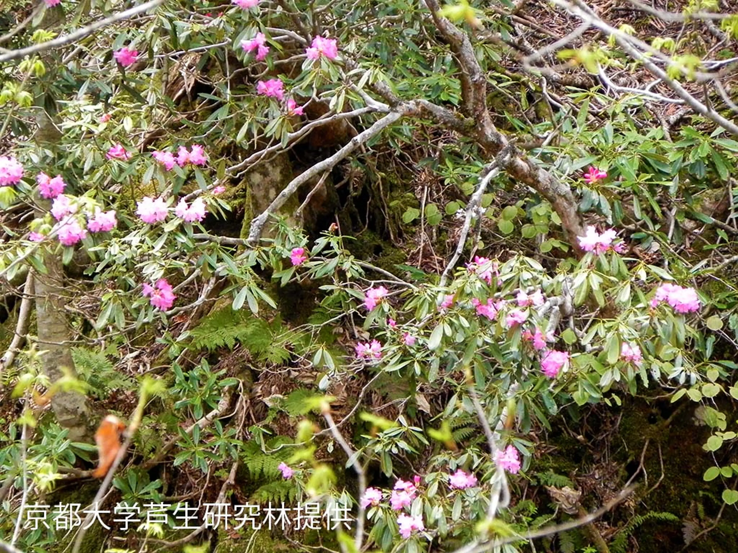 【芦生研究林】しゃくなげ