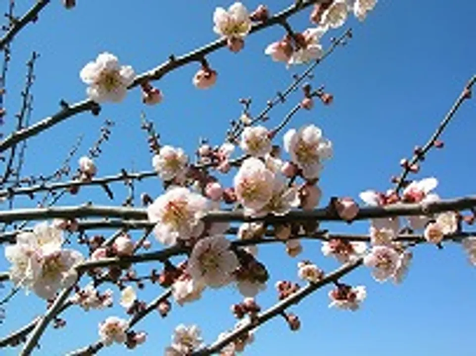 【宇治田原町高尾(こうの)】梅