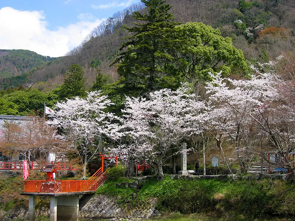 【出雲大神宮】桜