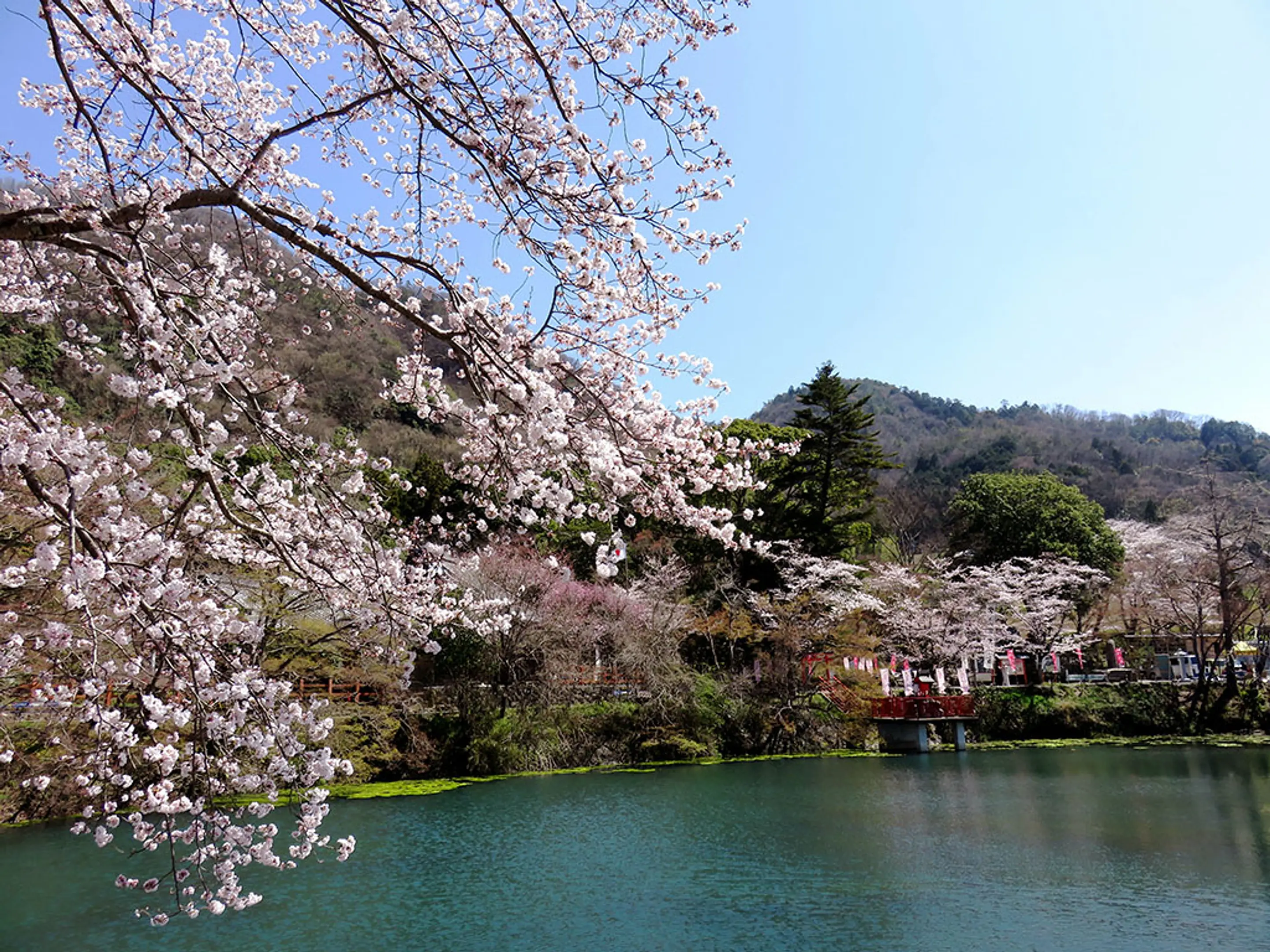 【出雲大神宮】桜