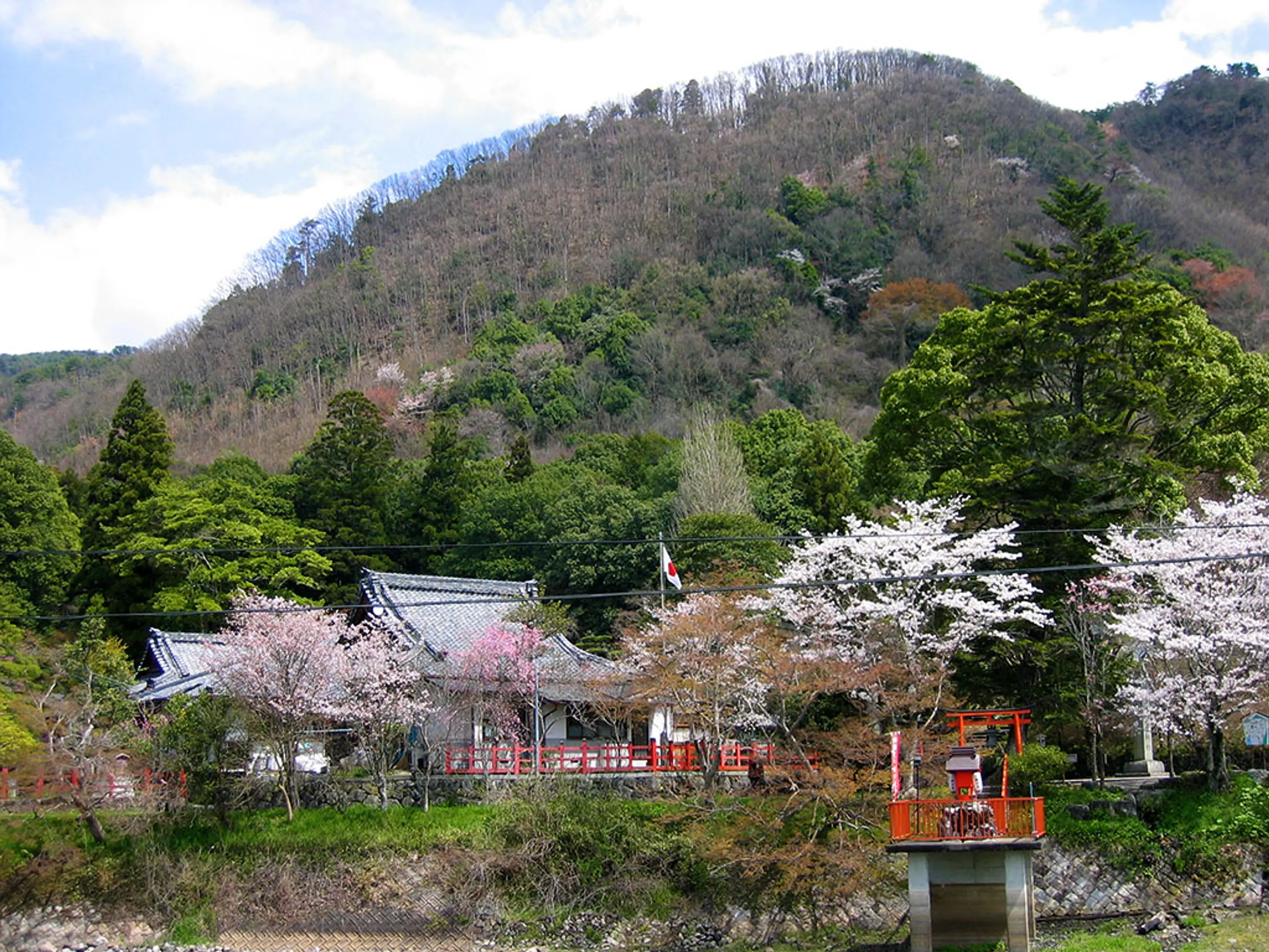 【出雲大神宮】桜