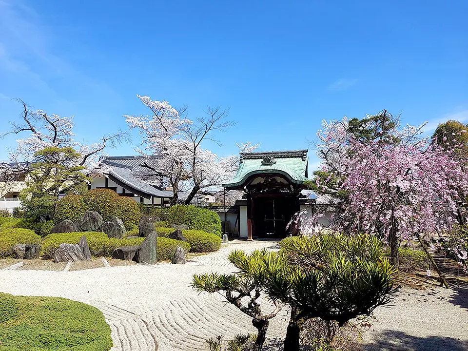 【正法寺（八幡市）】桜