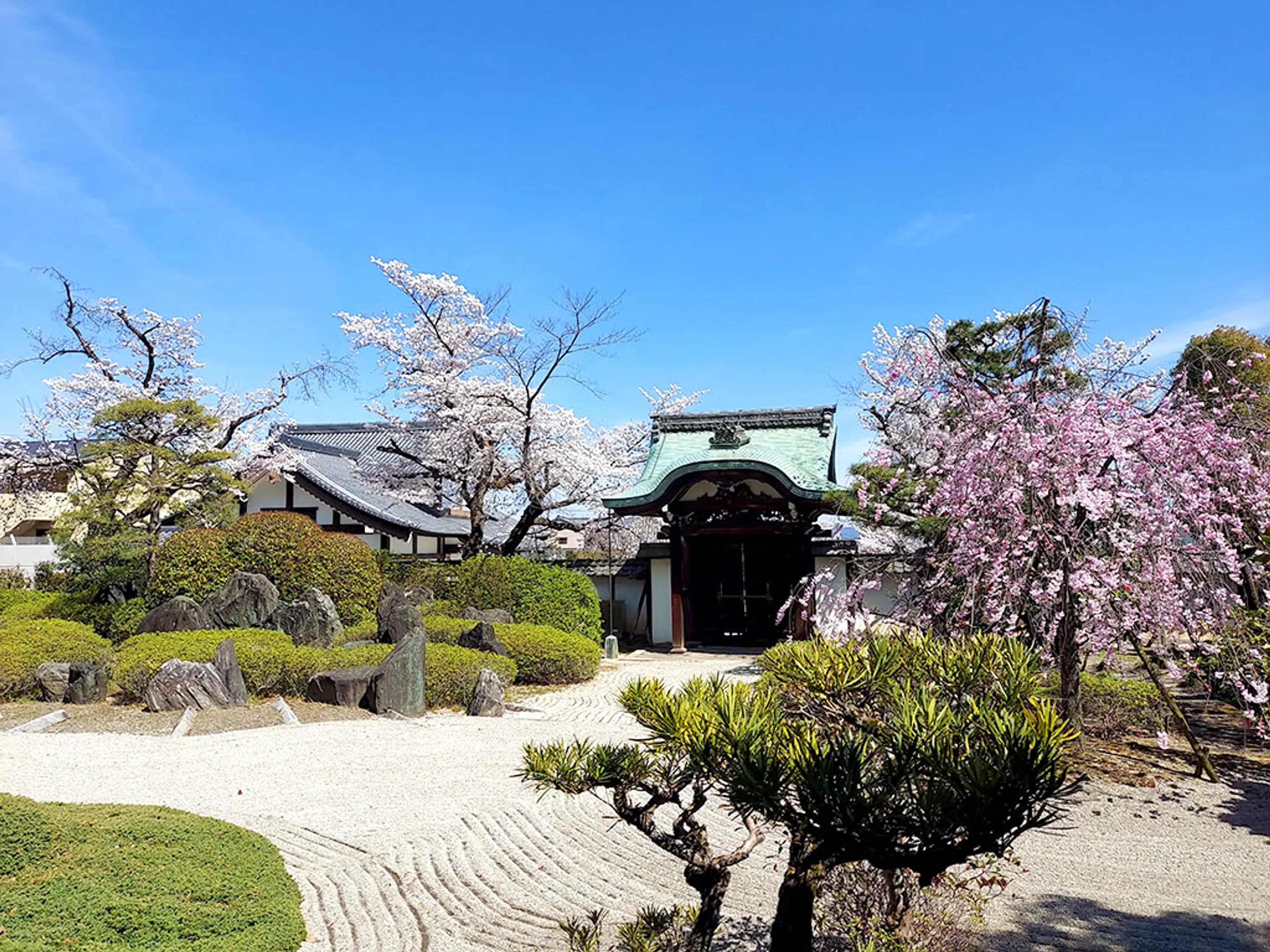 【正法寺（八幡市）】桜
